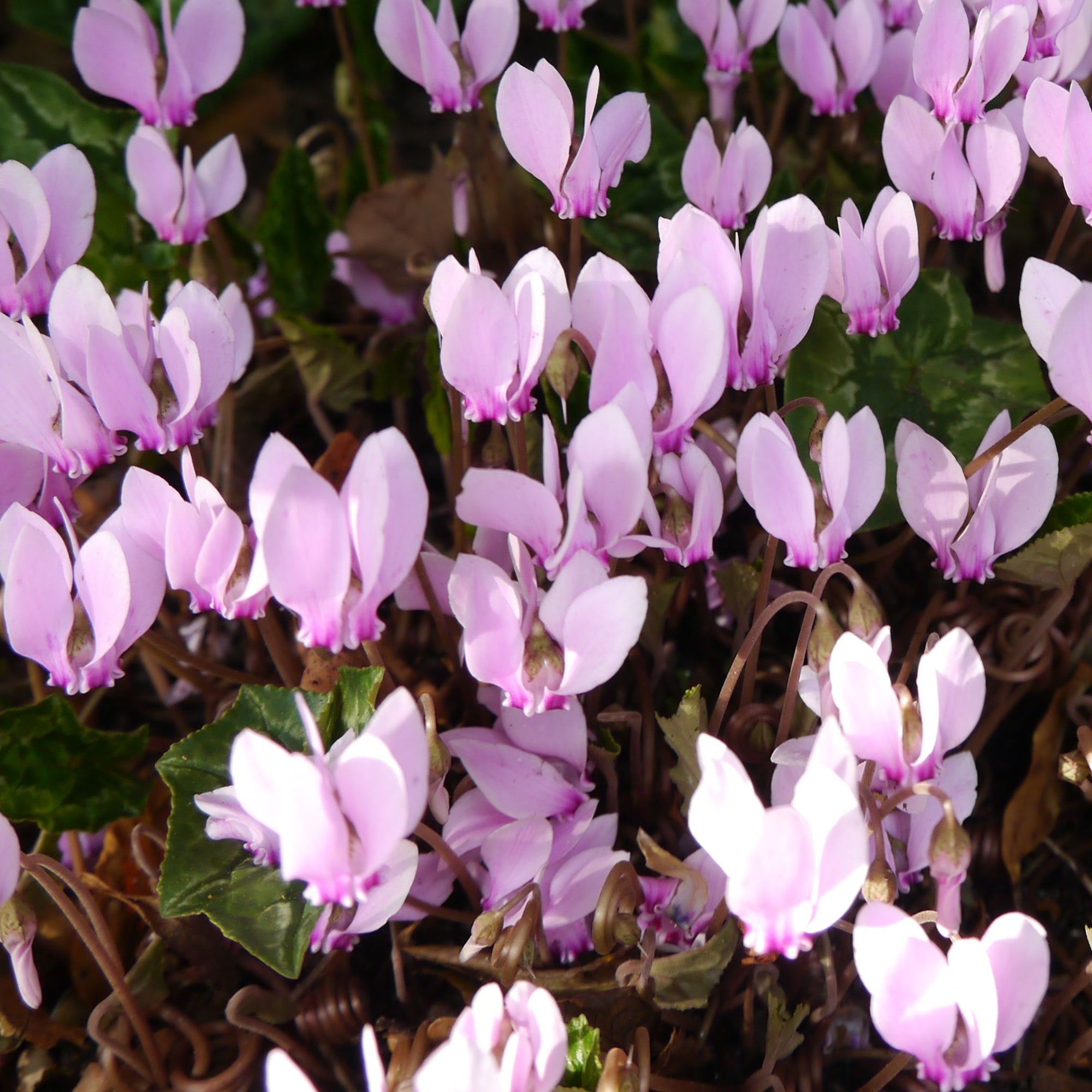 Cyclamen hederifolium - Hardy Cyclamen (9cm Pot)