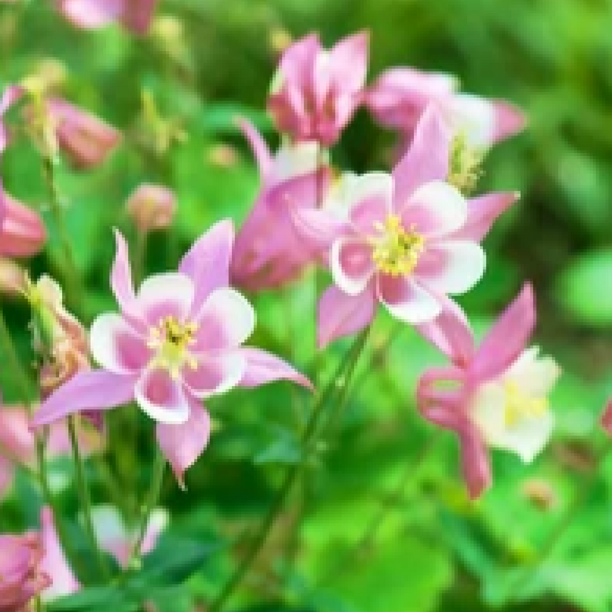 Aquilegia Spring Magic Rose&#39; 9cm