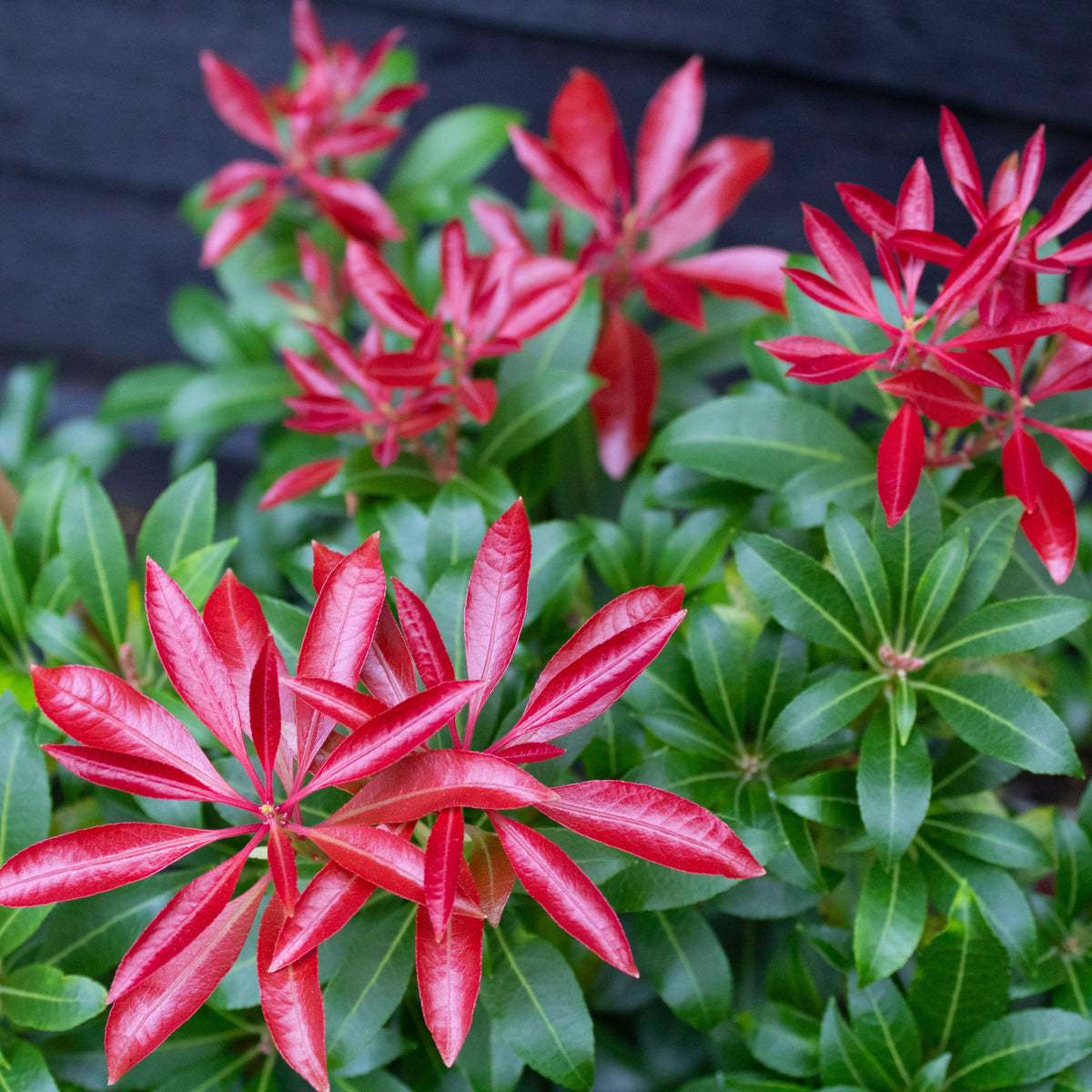 Pieris japonica &#39;Red Mill&#39; 1L features bright red young leaves at the tips of green stems, contrasting with mature dark green foliage. This low-maintenance evergreen shrub stands out against a blurred background, highlighting its vibrant colors.