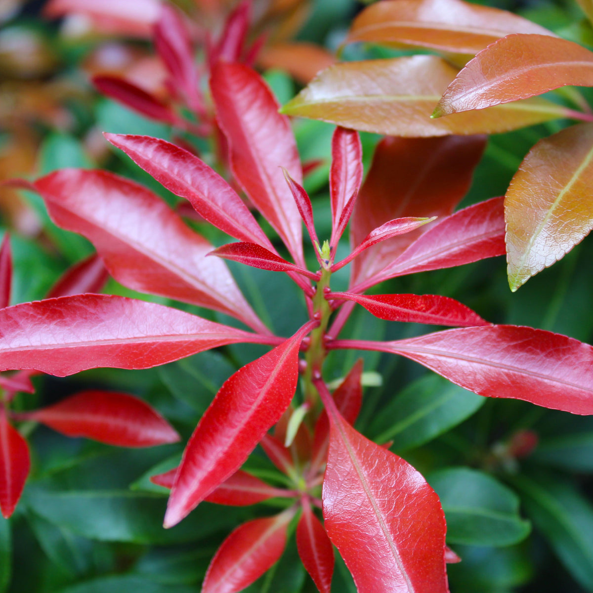 Pieris japonica &#39;Red Mill&#39; 1L features glossy red and orange young leaves against mature green foliage, offering a striking and low-maintenance evergreen display.