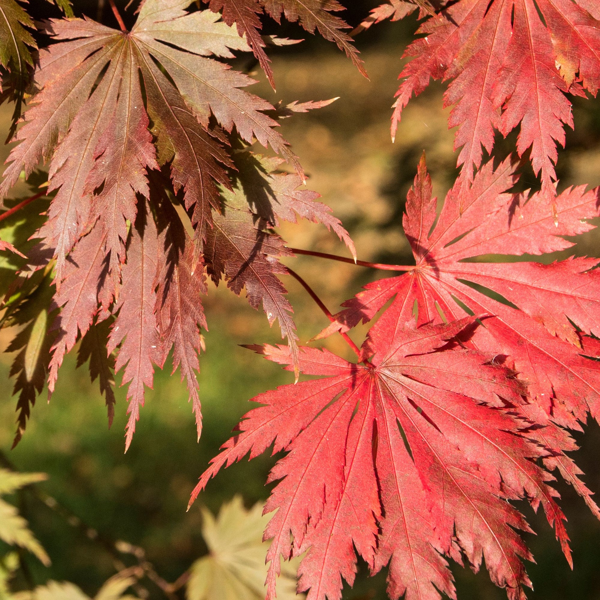 Acer palmatum Yasemin 3L