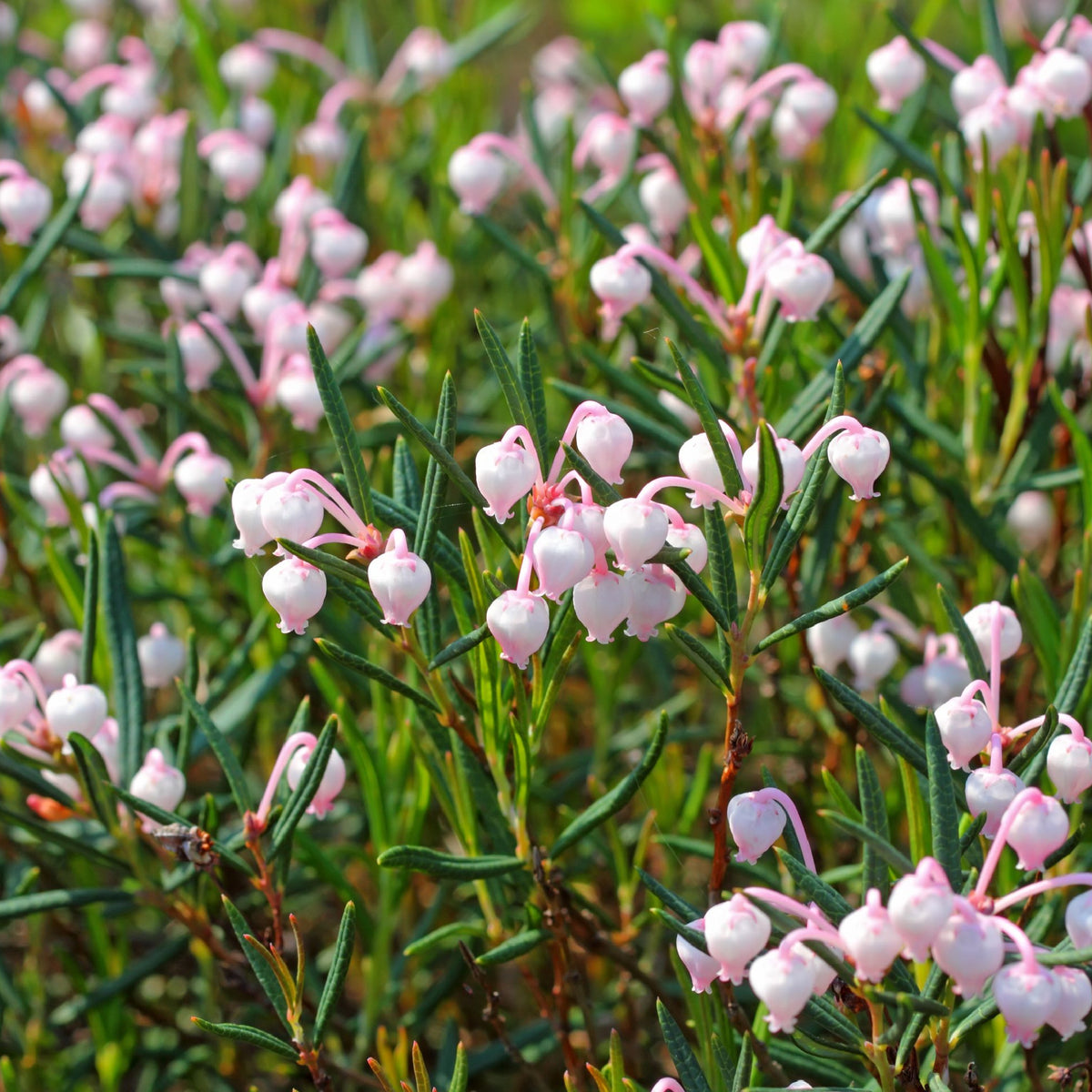 Clusters of small, pale pink, bell-shaped flowers bloom on green-leaved stems of the perennial Andromeda &#39;Blue Ice&#39; 9cm in bright sunlight, with additional flowers and foliage softly blurred in the background.