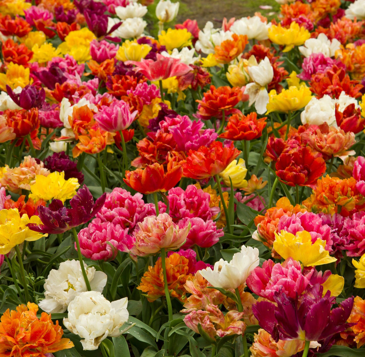 A field of colorful flowers bursts with vibrant Tulip Double Late Mixed blooms, their petals swaying gently in the breeze.
