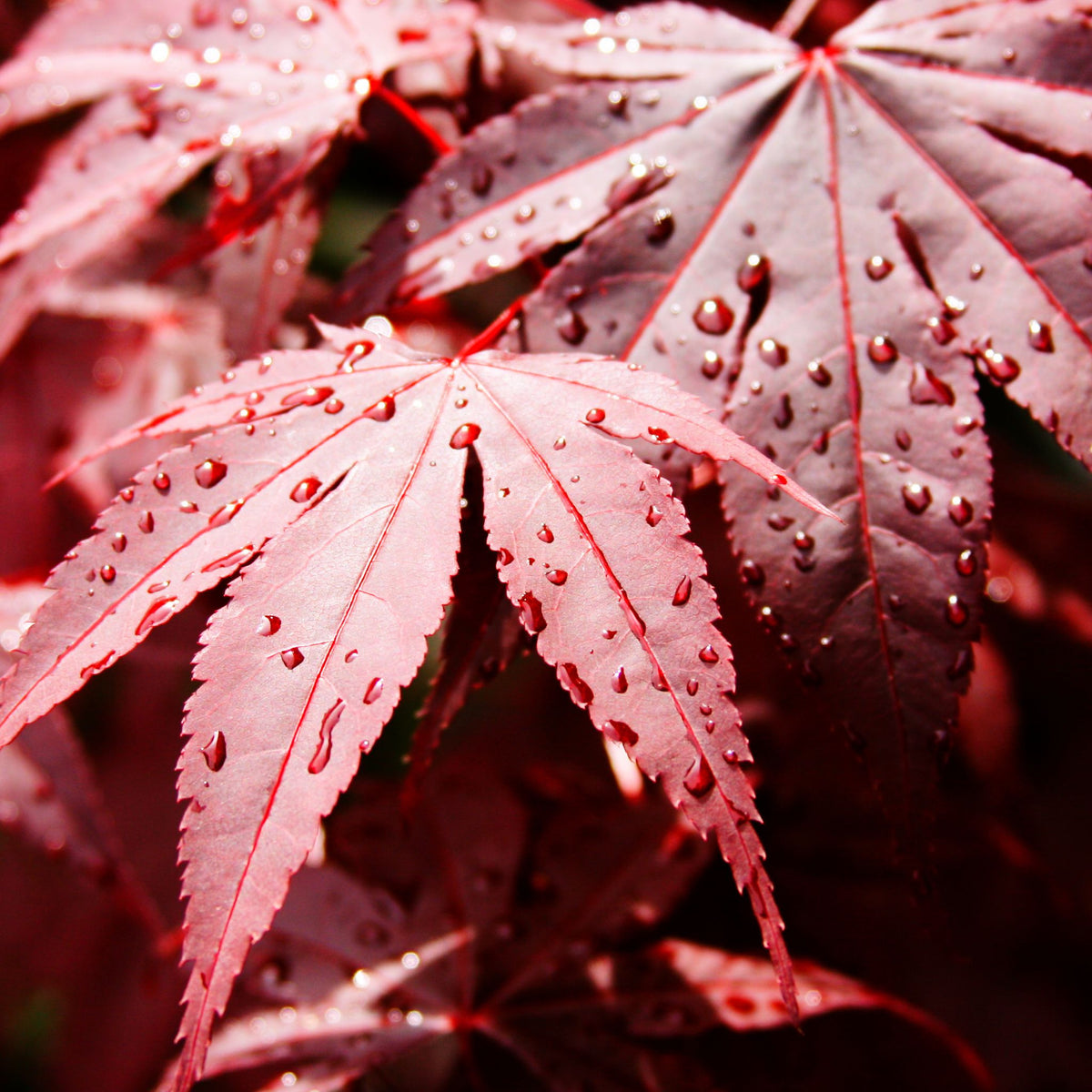 Acer palmatum &#39;Bloodgood&#39; 3L / 10L / 70L / 90L