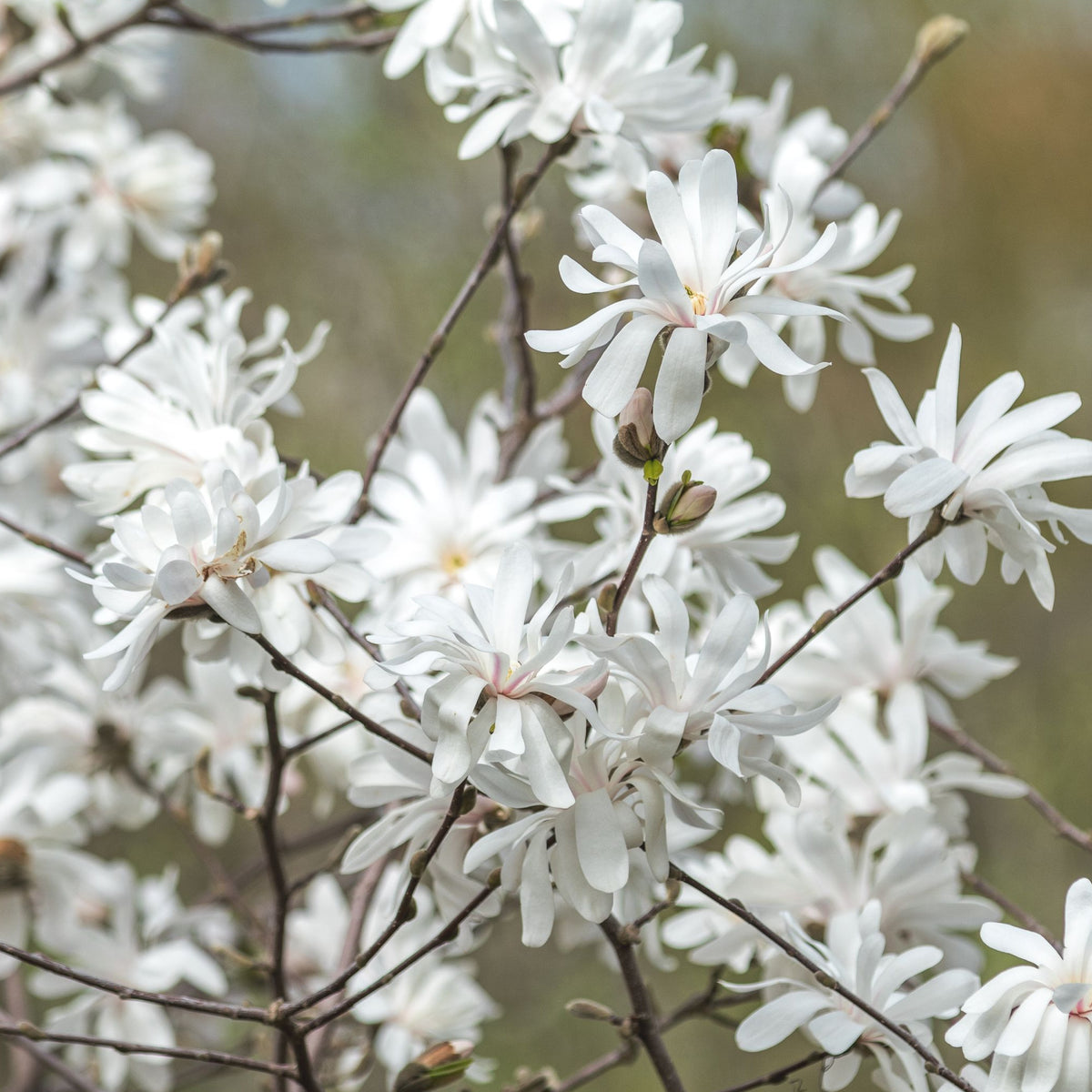 Magnolia stellata | Star Magnolia 9cm - 5L features white, star-shaped blooms on slender branches. Some buds remain closed, while the softly blurred background highlights the delicate petals and evokes a fresh springtime feel.