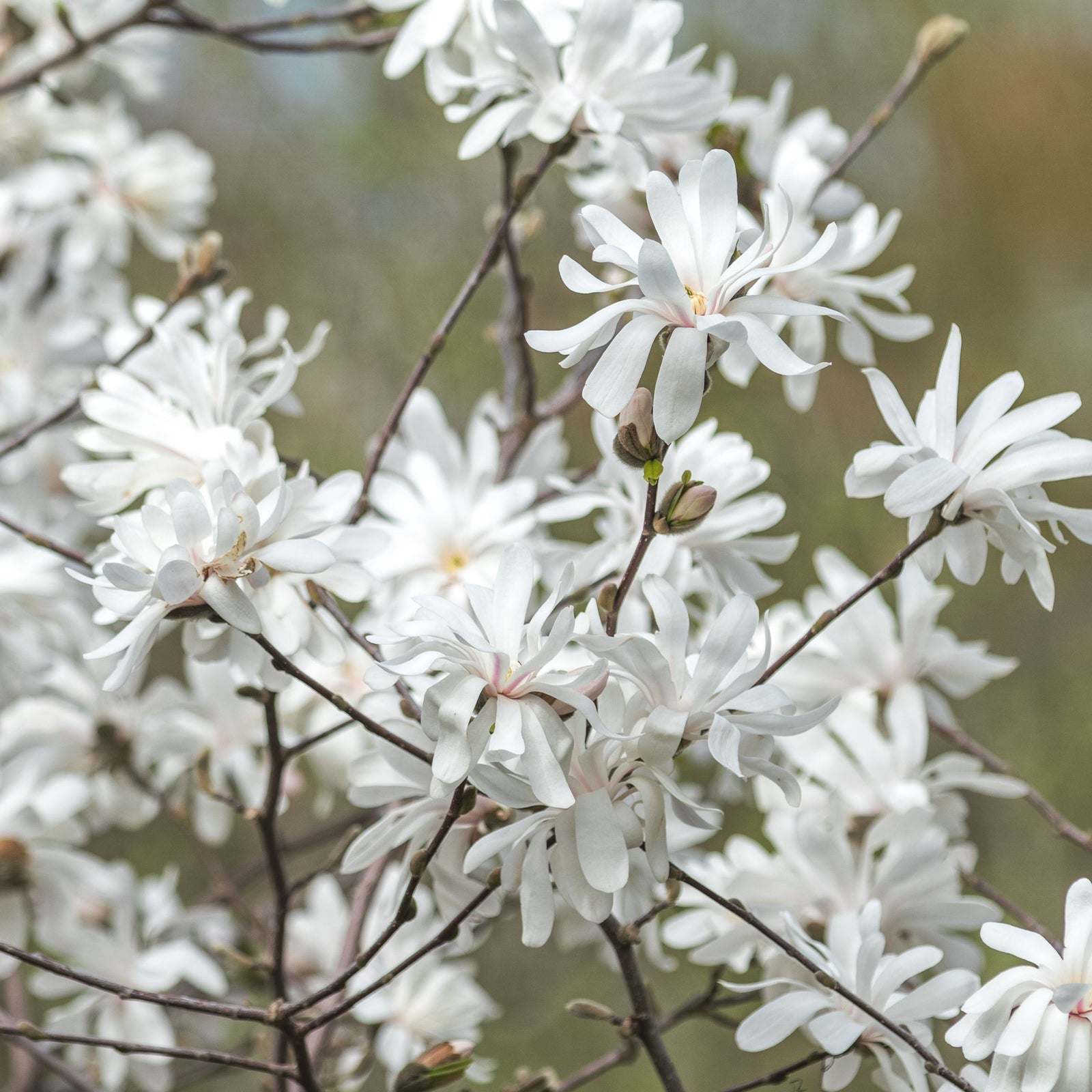 Magnolia stellata | Star Magnolia 9cm - 5L features white, star-shaped blooms on slender branches. Some buds remain closed, while the softly blurred background highlights the delicate petals and evokes a fresh springtime feel.