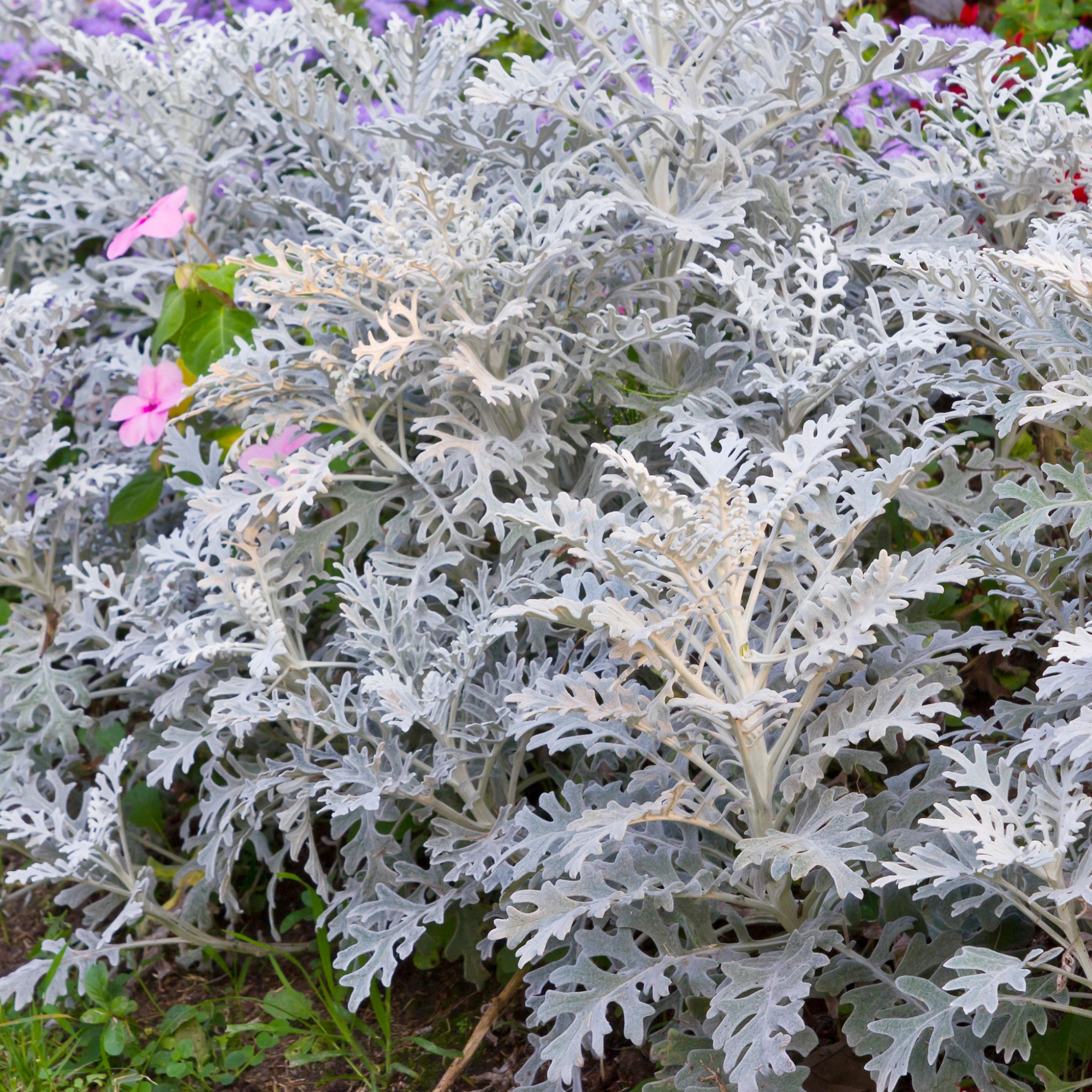 3 x Cineraria 'Silver Dust' (9cm Pots)