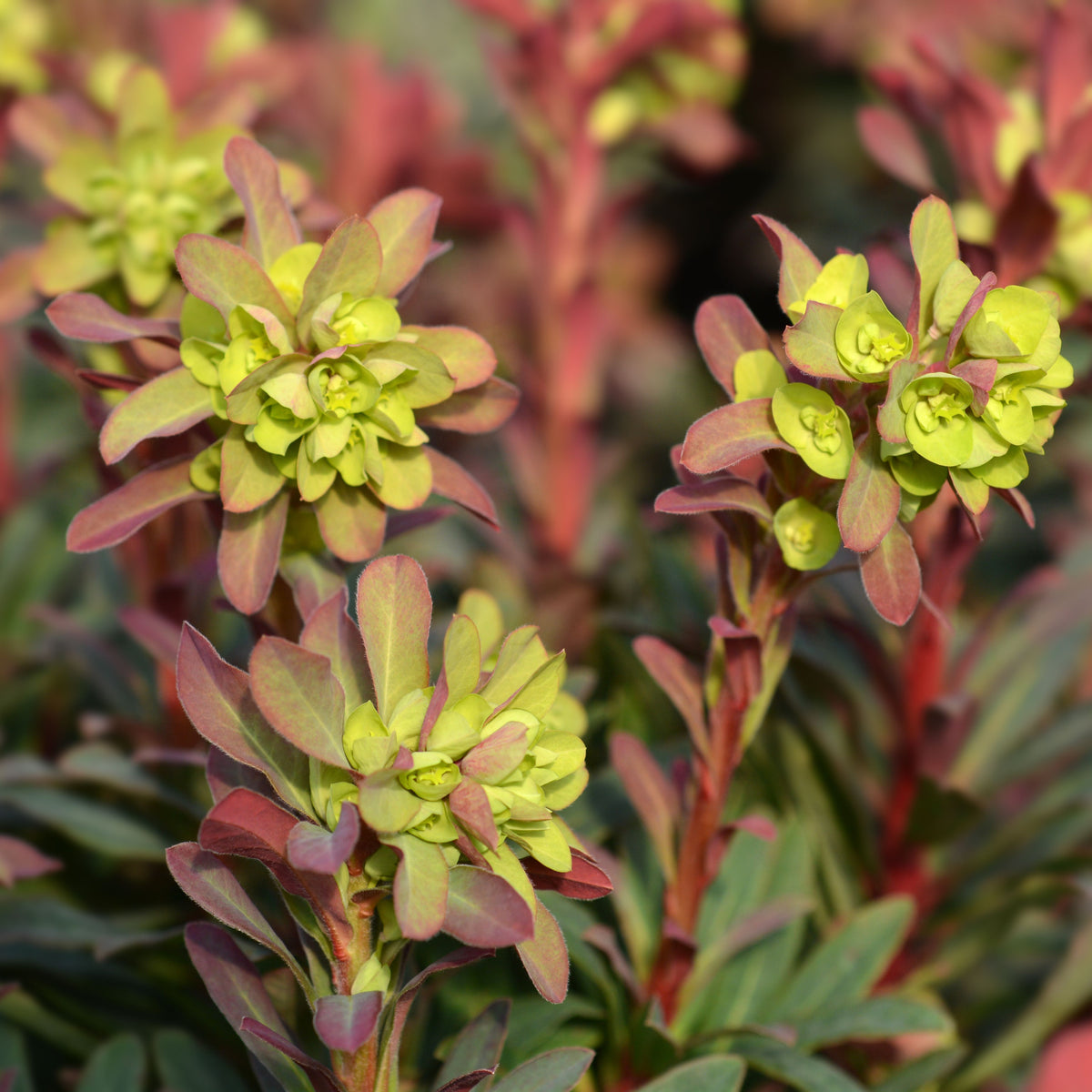 Close-up of Euphorbia Amygdaloides &#39;purpurea&#39; 9cm/2L, featuring greenish-yellow blooms and vivid burgundy foliage on upright stems, set against a softly blurred backdrop of matching leaves and flowers.