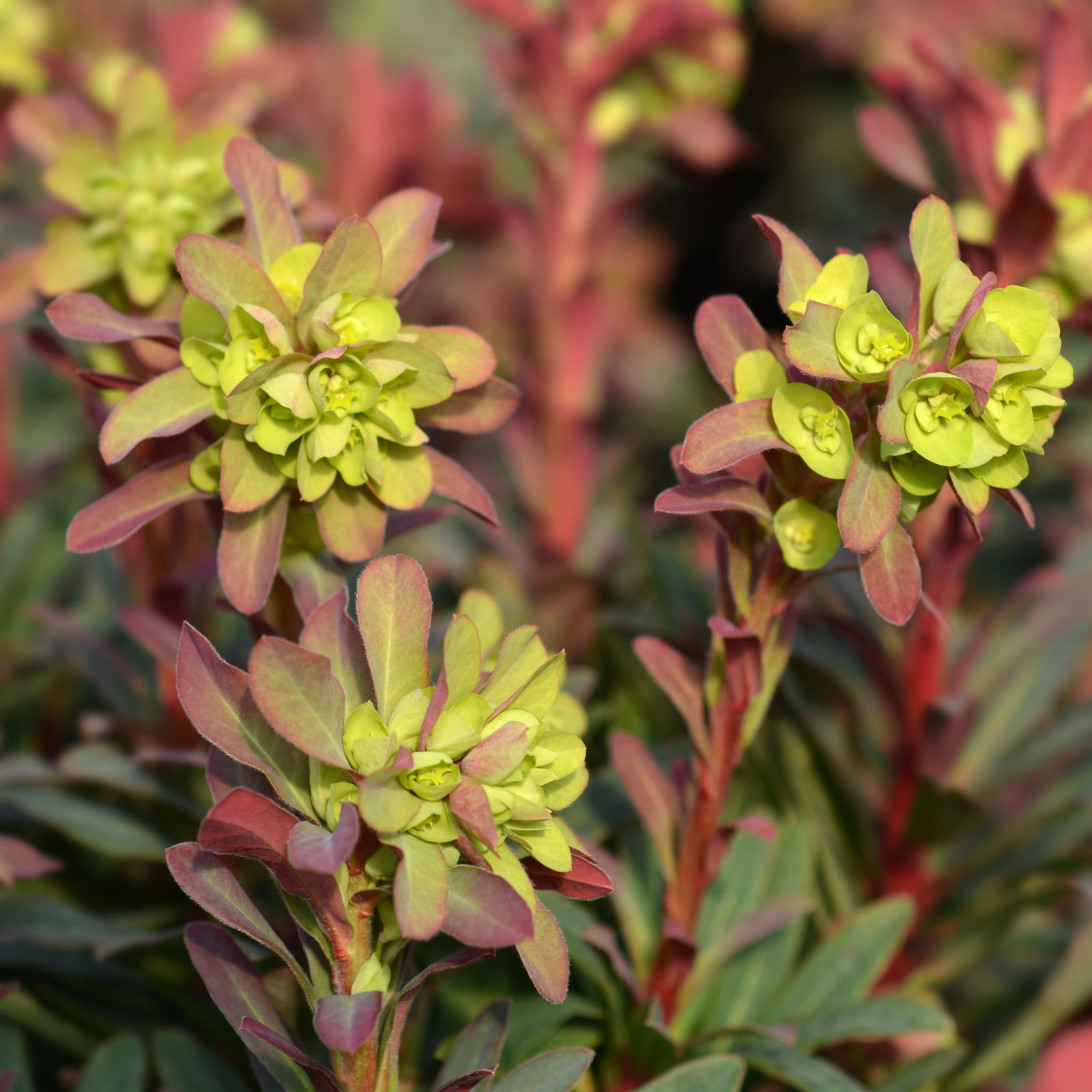 Close-up of Euphorbia Amygdaloides 'purpurea' 9cm/2L, featuring greenish-yellow blooms and vivid burgundy foliage on upright stems, set against a softly blurred backdrop of matching leaves and flowers.