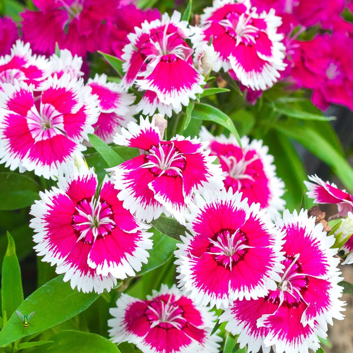 Dianthus &#39;Barbatus&#39; 1.5L
