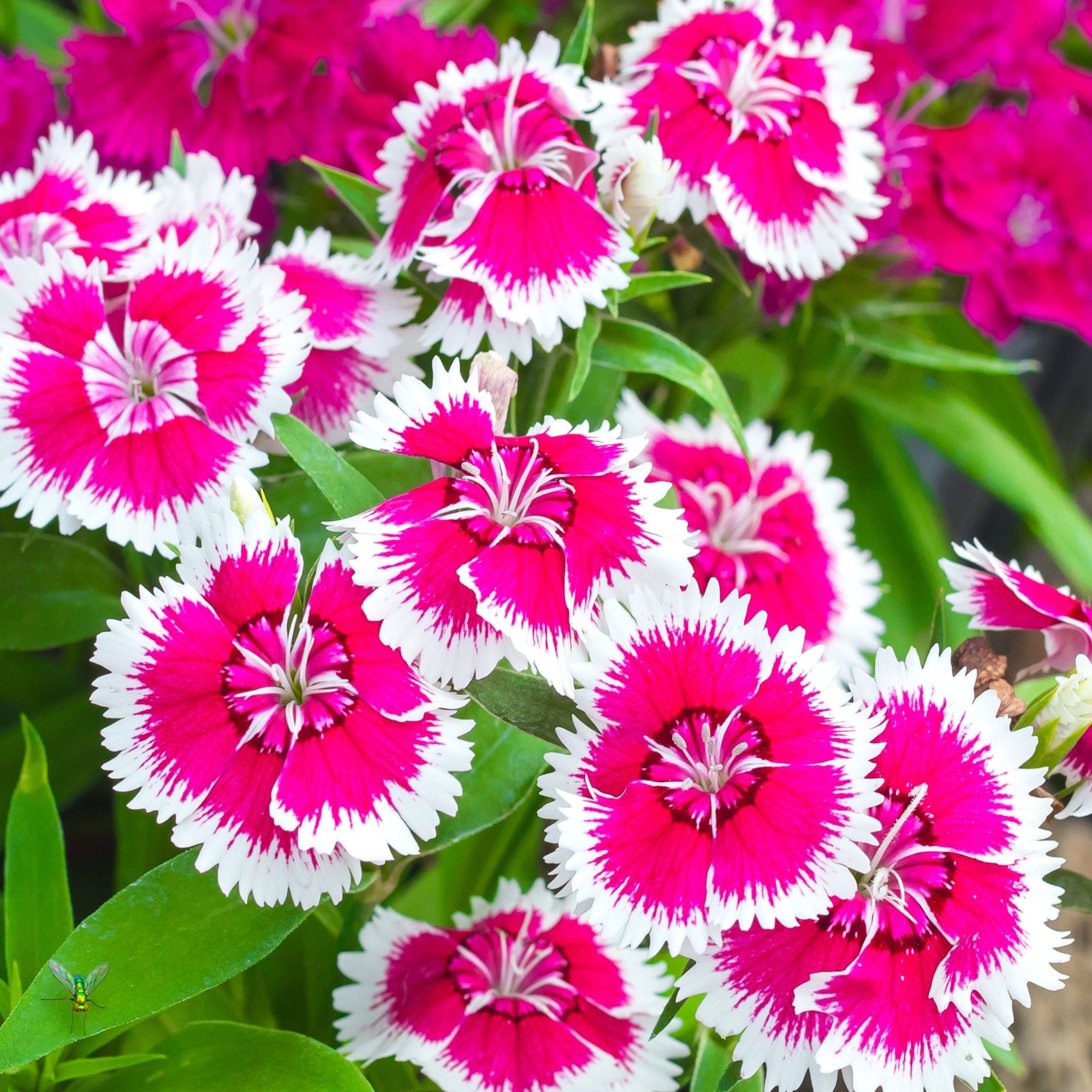 Dianthus 'Barbatus' 1.5L