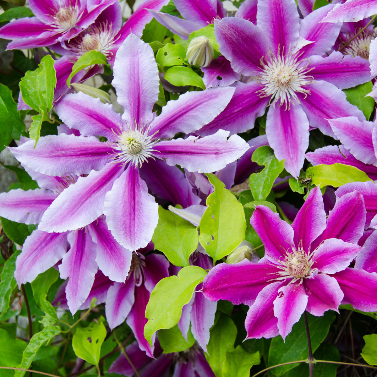 Clematis &#39;Doctor Ruppel&#39; 70cm features striking bright purple and white, star-shaped blooms amid lush green leaves—a stunning deciduous climber that’s perfect for adding vibrant color to your garden in early summer.