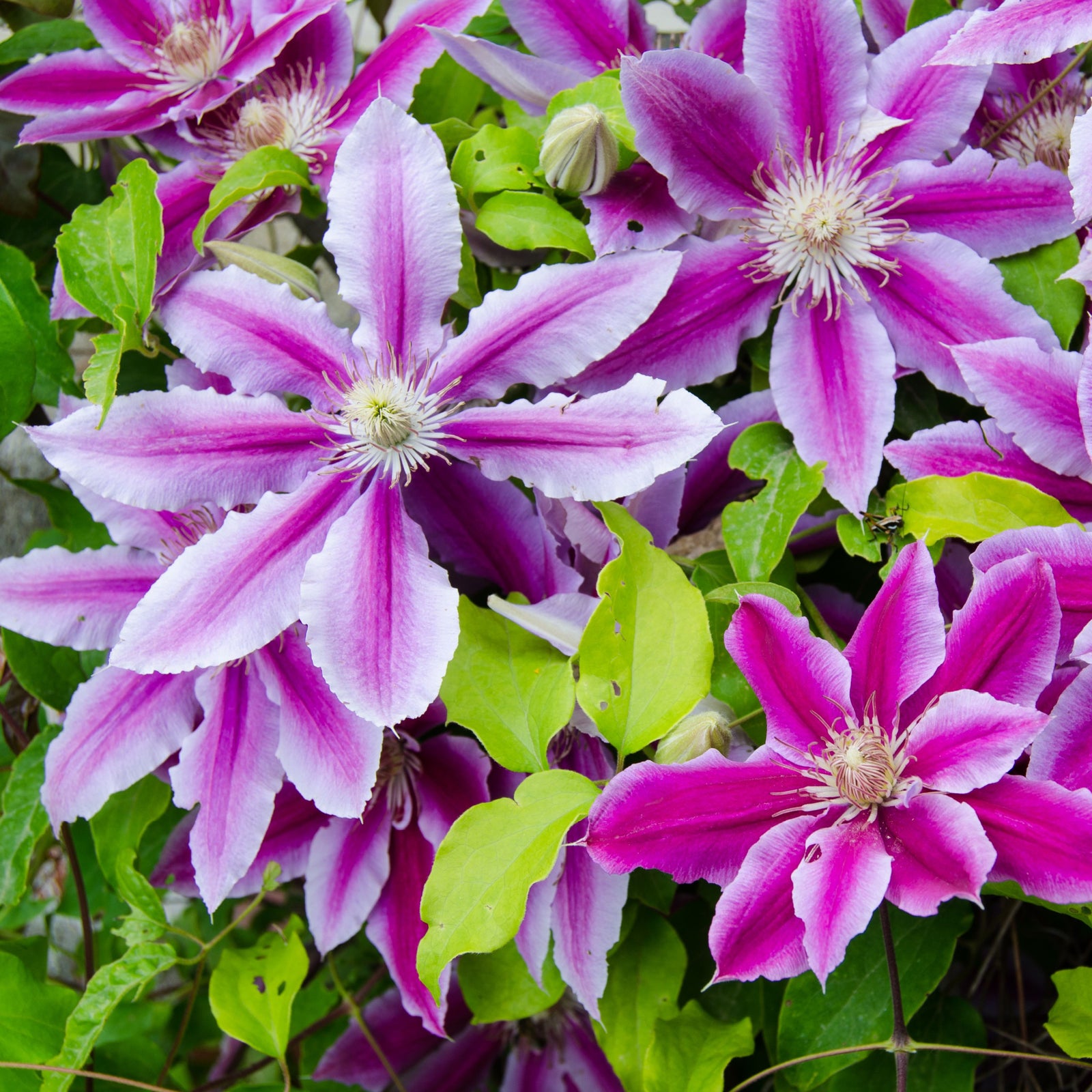 Clematis 'Doctor Ruppel' 70cm features striking bright purple and white, star-shaped blooms amid lush green leaves—a stunning deciduous climber that’s perfect for adding vibrant color to your garden in early summer.