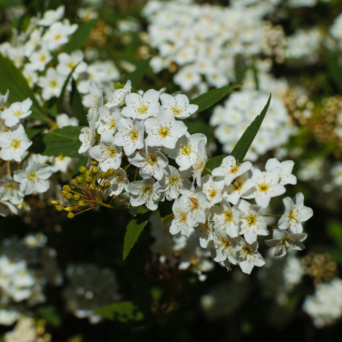 A cluster of small white flowers with yellow centers and green leaves blooms in bright sunlight on Viburnum tinus 2L / 5L, a popular evergreen shrub, with more similar blossoms in the background.