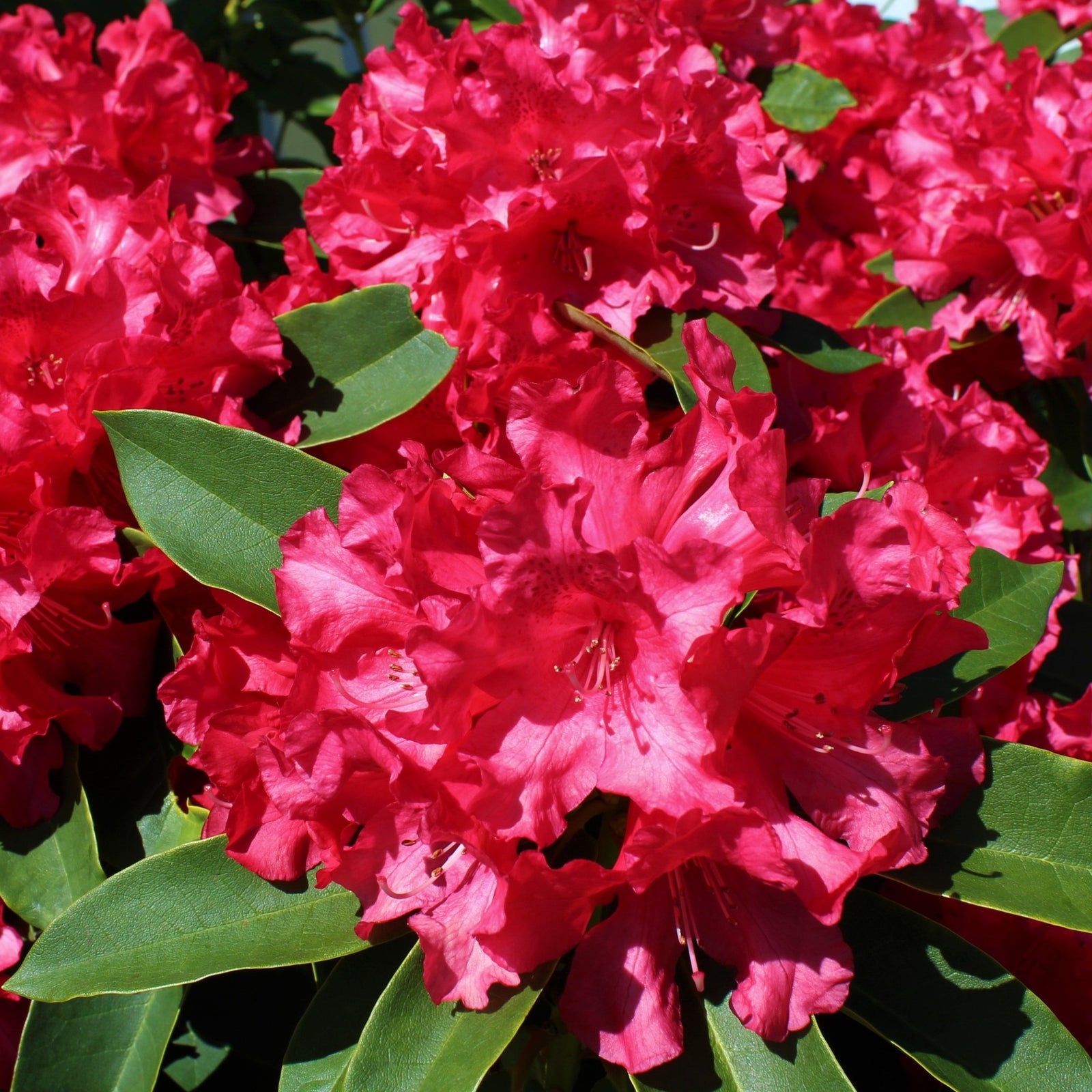 The Rhododendron hybride 'Camparina' 5L displays vibrant red blooms among glossy green leaves, thriving as an evergreen shrub in full sun to partial shade.