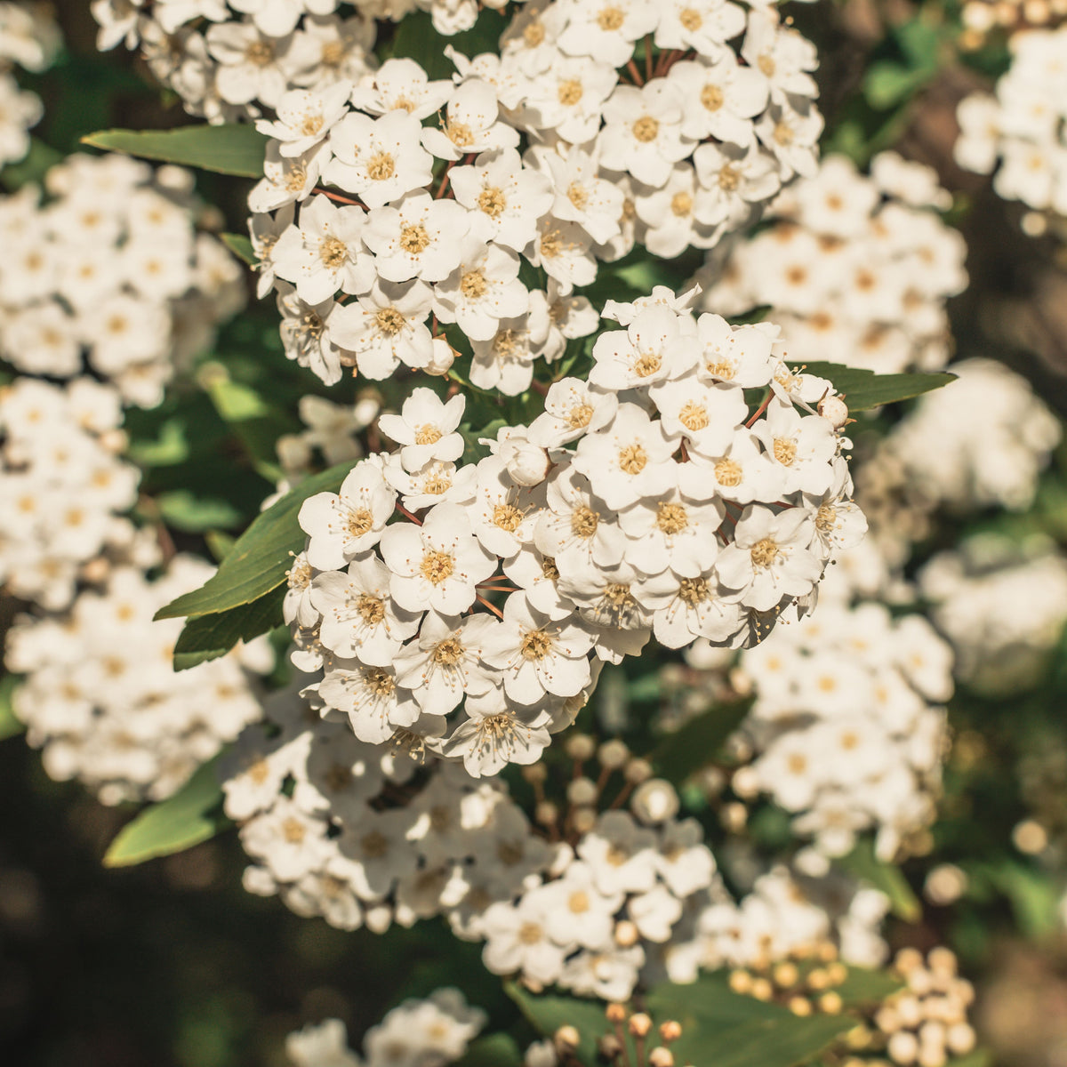 Bright clusters of small white flowers with yellow centers and green leaves bloom densely on the evergreen Viburnum tinus 2L / 5L shrub in sunlight.