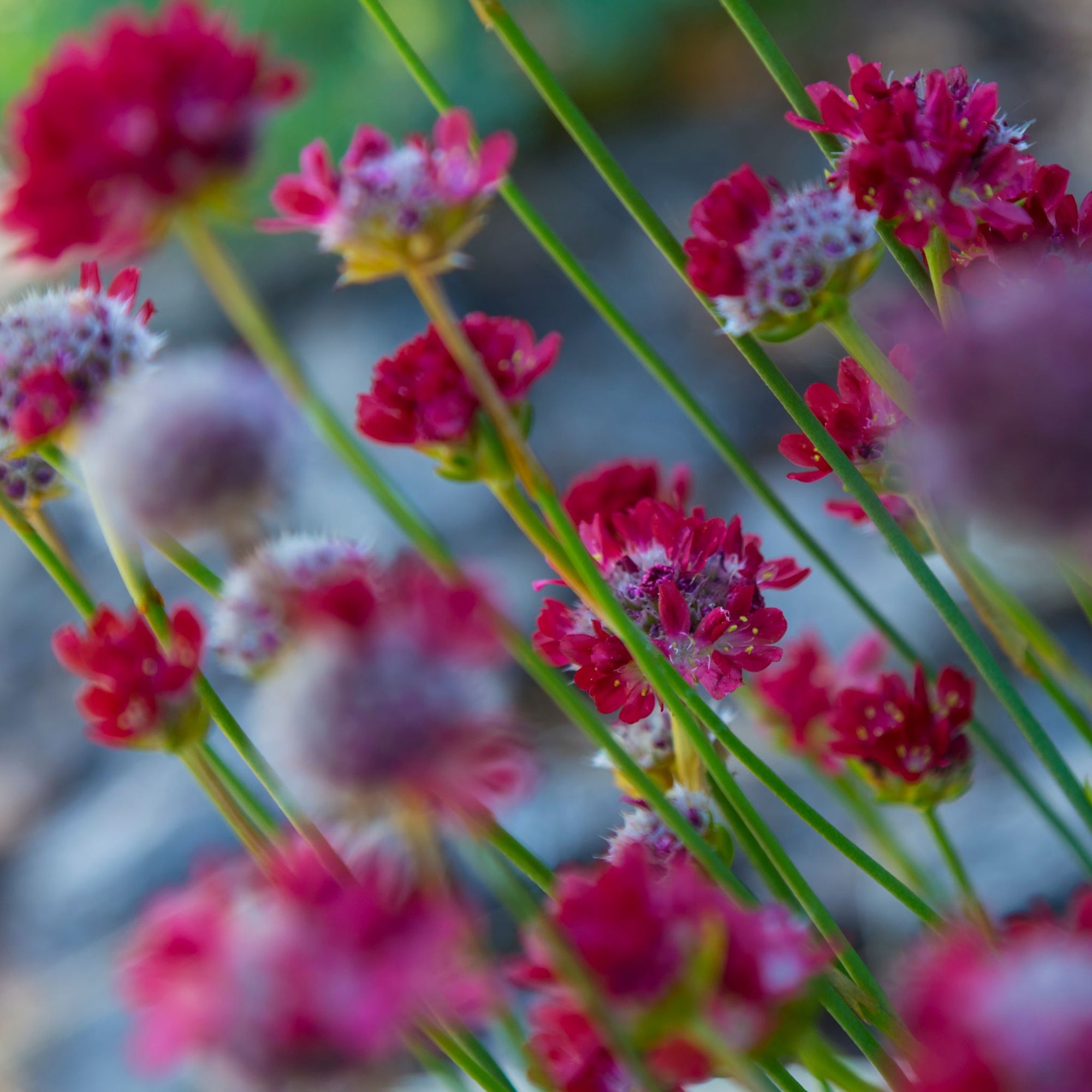 Armeria 'Ballerina Red' 1.5L