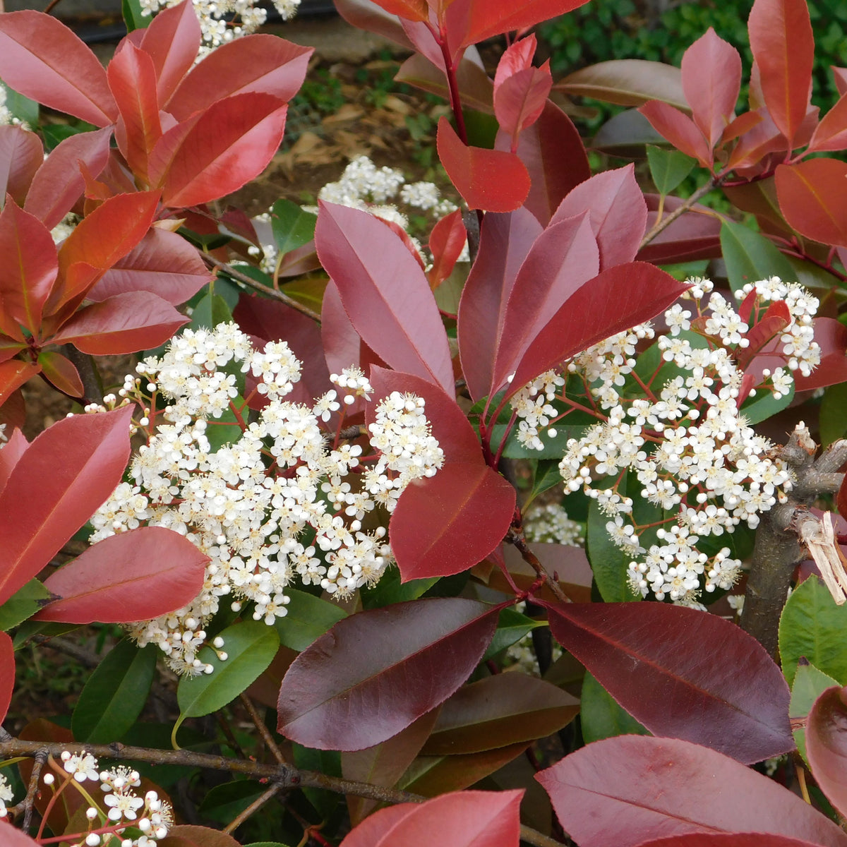 Photinia &#39;Little Red Robin&#39; 9cm -  5L