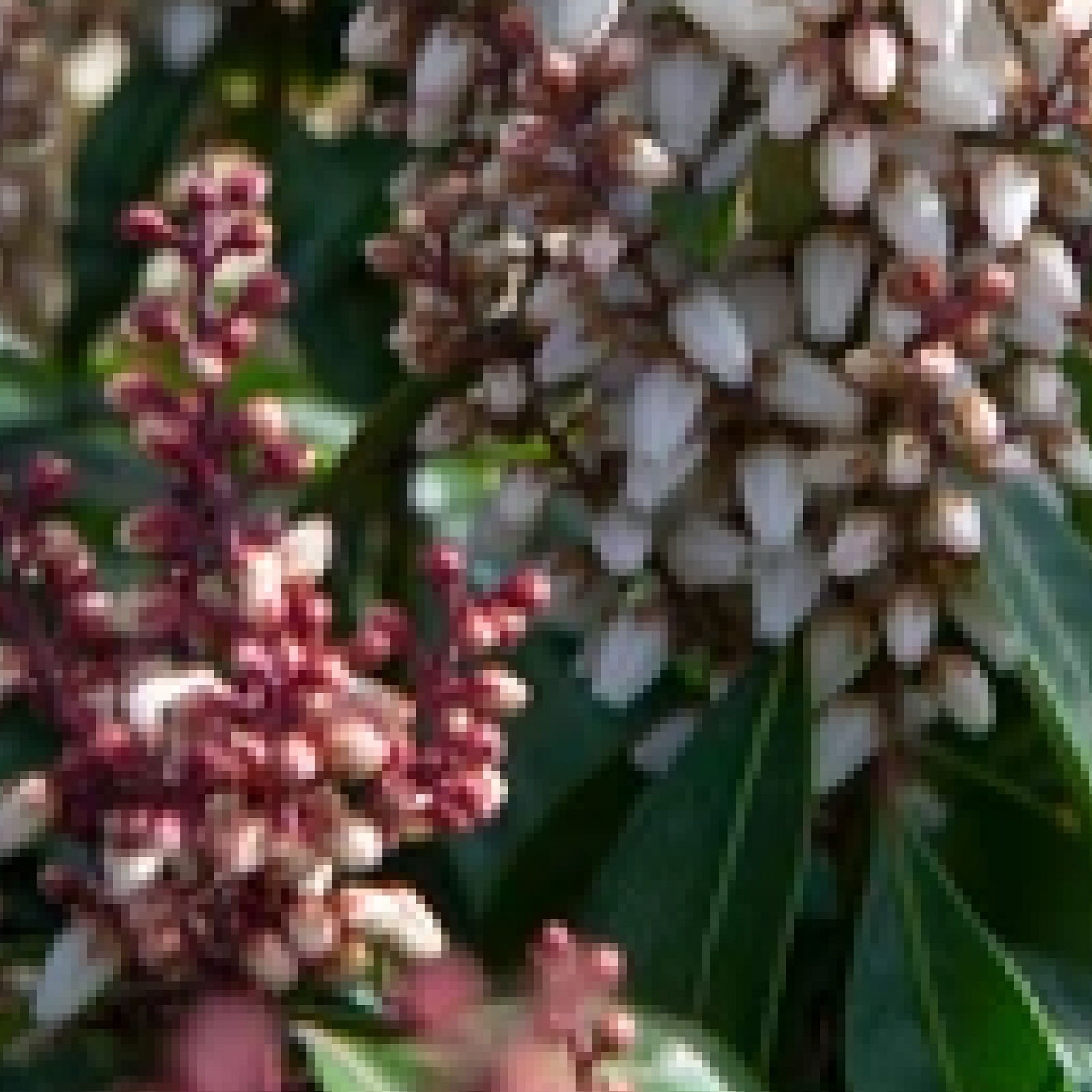Pieris japonica 'Bonfire' 2L is an evergreen shrub with glossy green leaves and clusters of small white, bell-shaped flowers on red stems. It creates a dense ornamental display and thrives best in ericaceous compost.