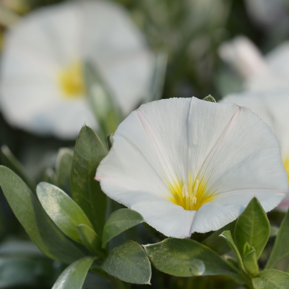 A close-up of the white, cup-shaped flower with a yellow center of Convolvus cneorum (Silverbush) 9cm/1.5L/2L/3L, surrounded by green evergreen leaves and blurred white flowers in the background.
