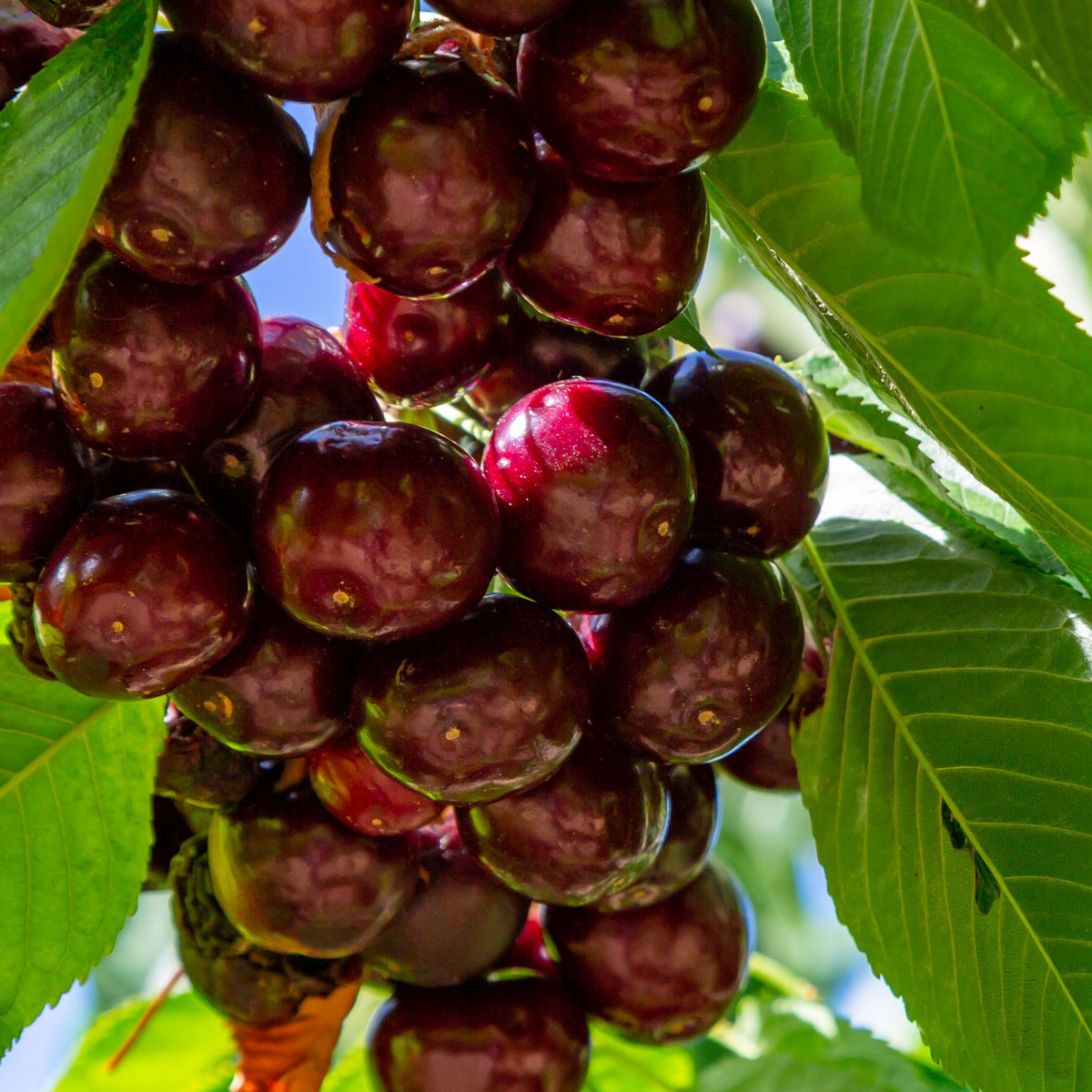 Dwarf Patio Cherry Tree &#39;Hedelfinger&#39; 1M