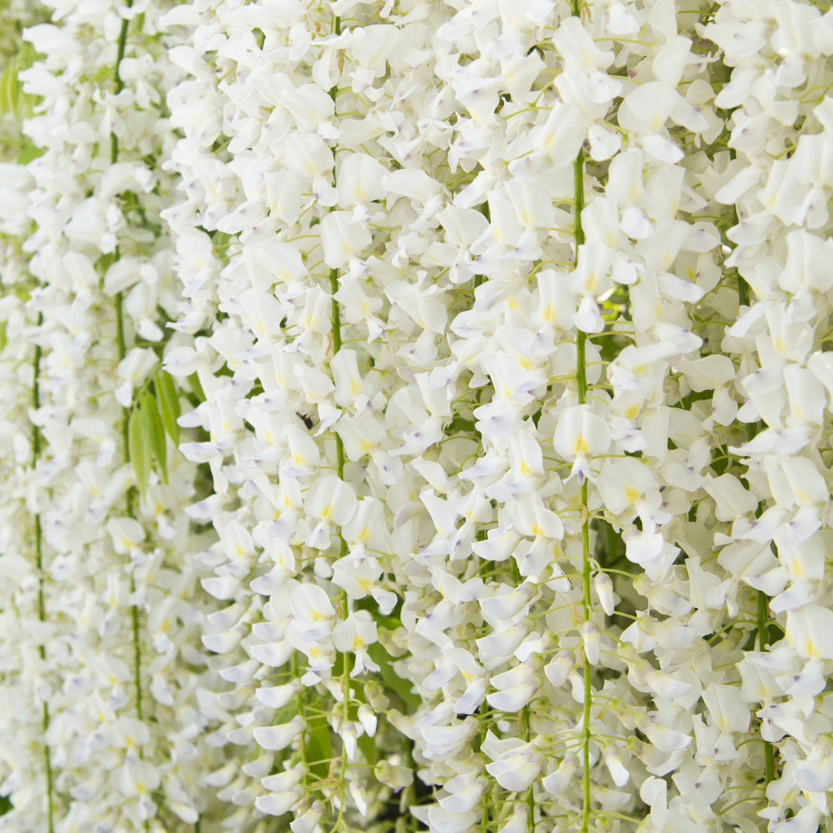 A close-up of Wisteria sinensis &#39;Alba&#39; 2L (100-120cm), a beautiful deciduous climber with white flowers, awarded the RHS Award of Garden Merit.