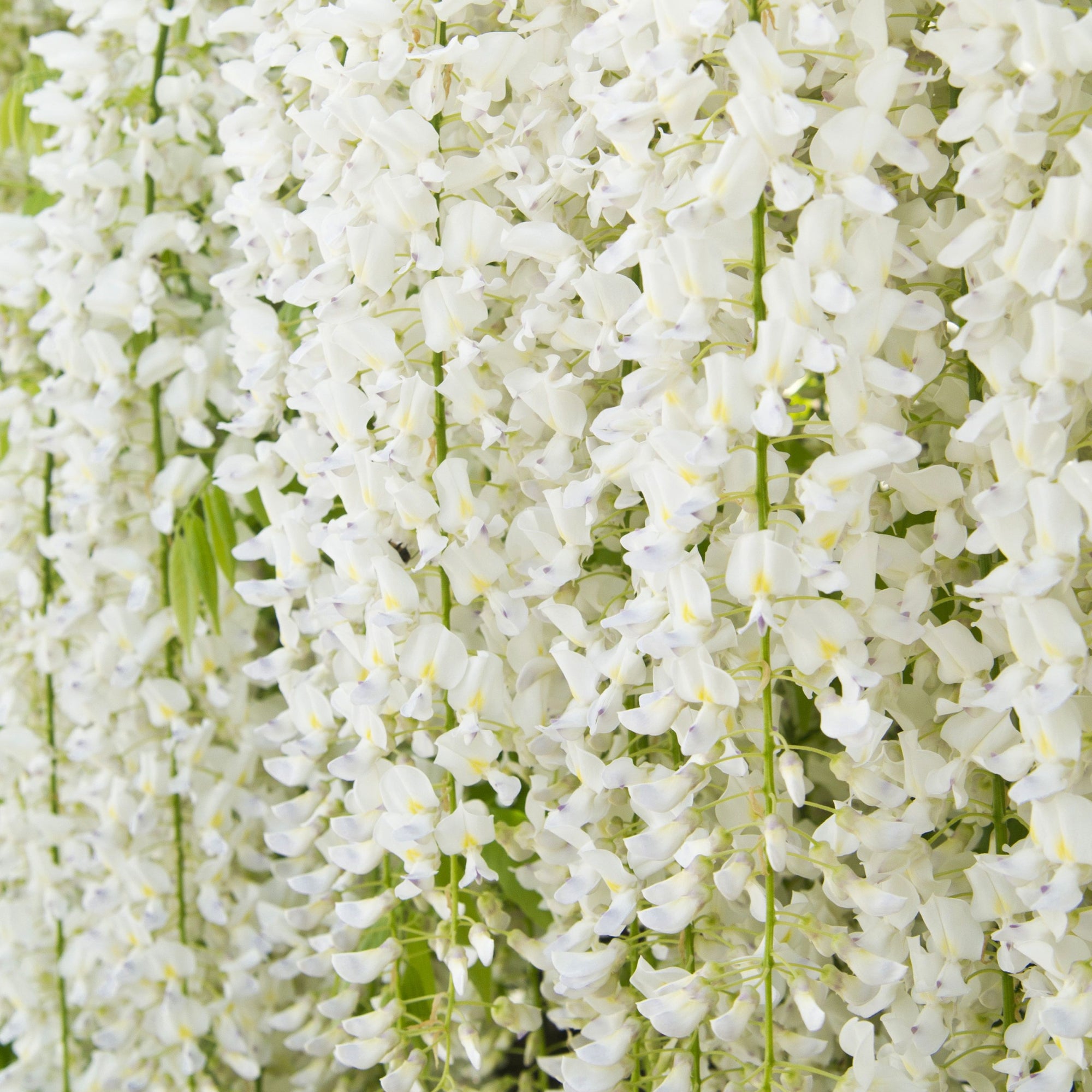 Wisteria sinensis 'Alba' on Frame  4L 100cm