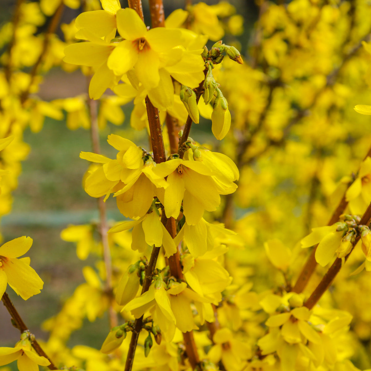 Forsythia x intermedia &#39;Weekend&#39; 1L