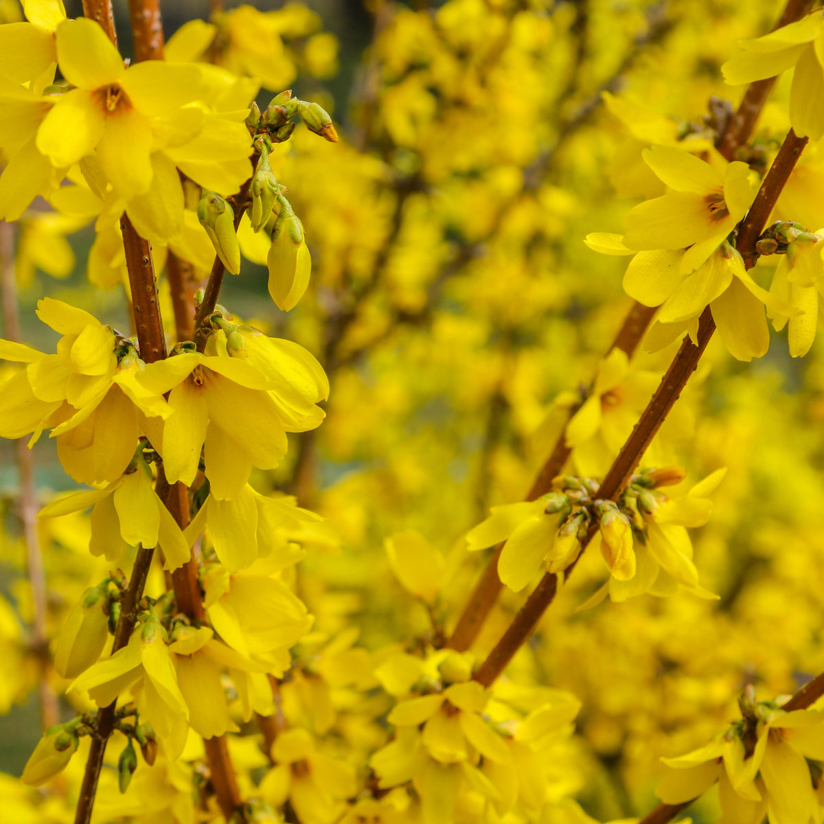Forsythia x intermedia &#39;Minigold&#39; 1L/2L