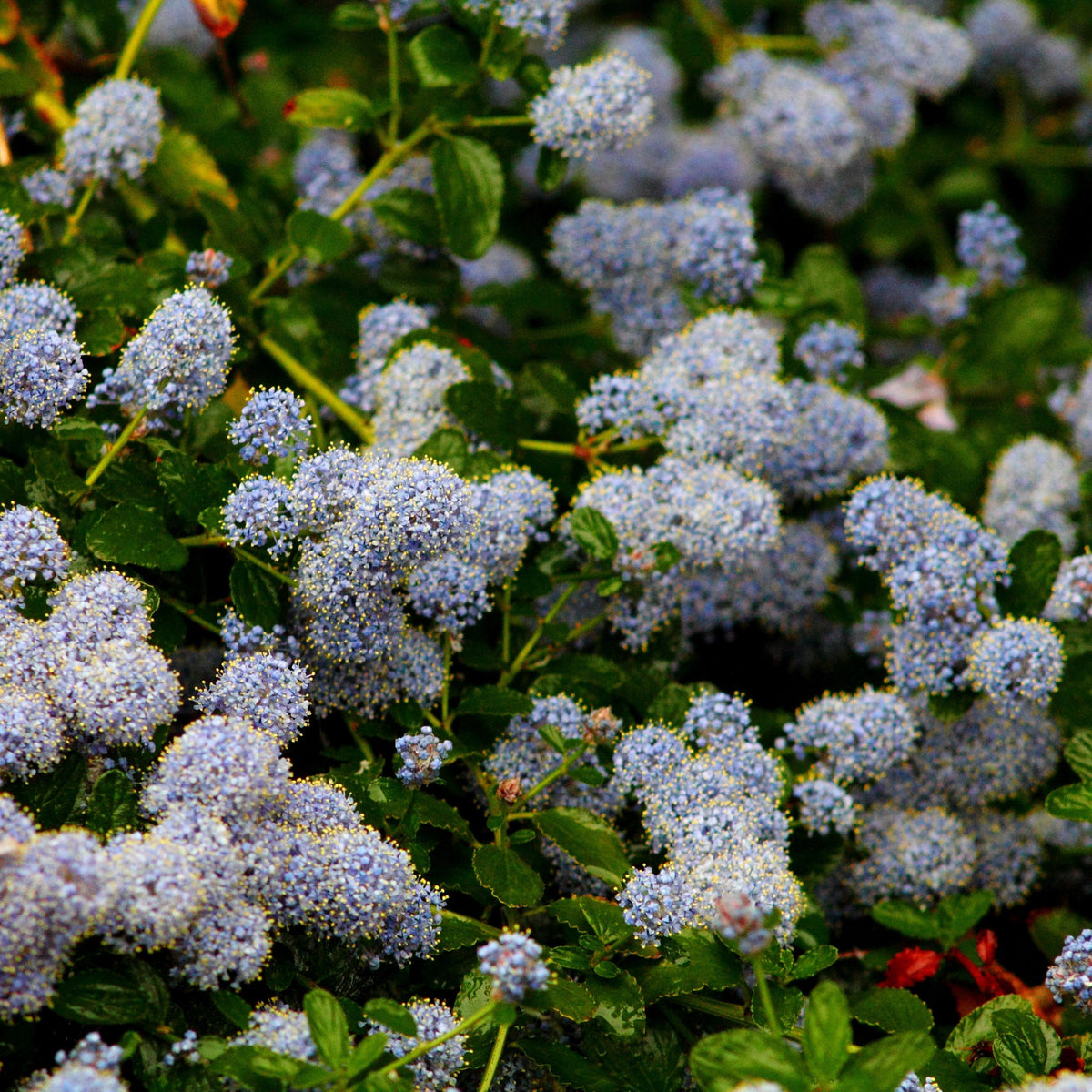 Ceanothus repens Pyramid 60-70cm