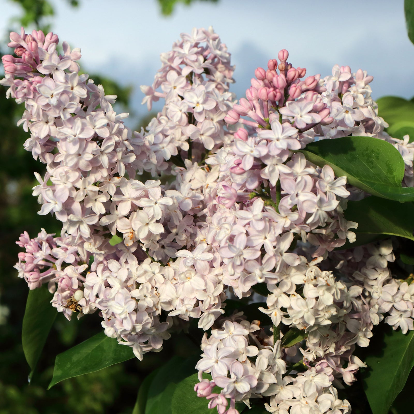 Syringa vulgaris 'Katherine Havemeyer' (Lilac) 2L