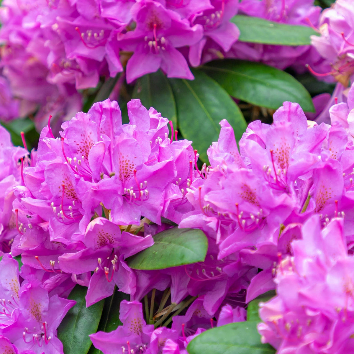 Clusters of vibrant lavender pink Rhododendron Roseum Elegans 2-5L flowers and lush green leaves create a stunning, colorful display, showcasing the beauty of this popular flowering shrub.
