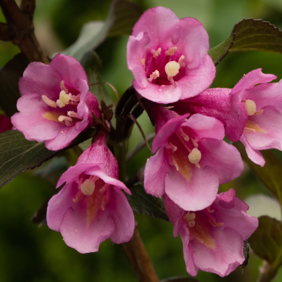 Weigela florida &#39;Purpurea&#39; 3L