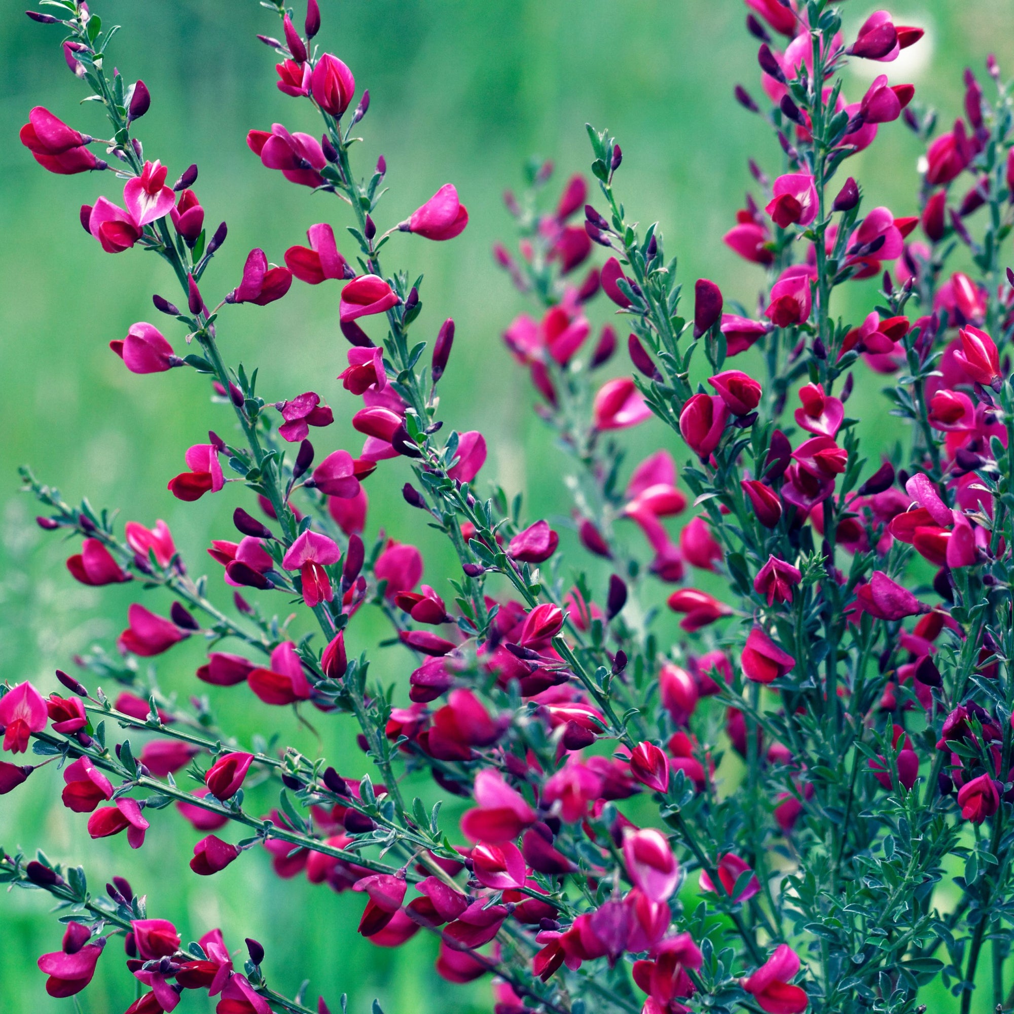 Cytisus x boskoopii 'Boskoop Ruby' 2L