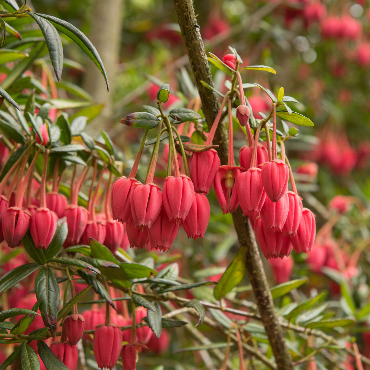 Clusters of vibrant pink-red, bell-shaped flowers hang from the evergreen Crinodendron hookerianum 3L (60-70cm), with crimson blooms and narrow green leaves creating a striking contrast against a blurred background.