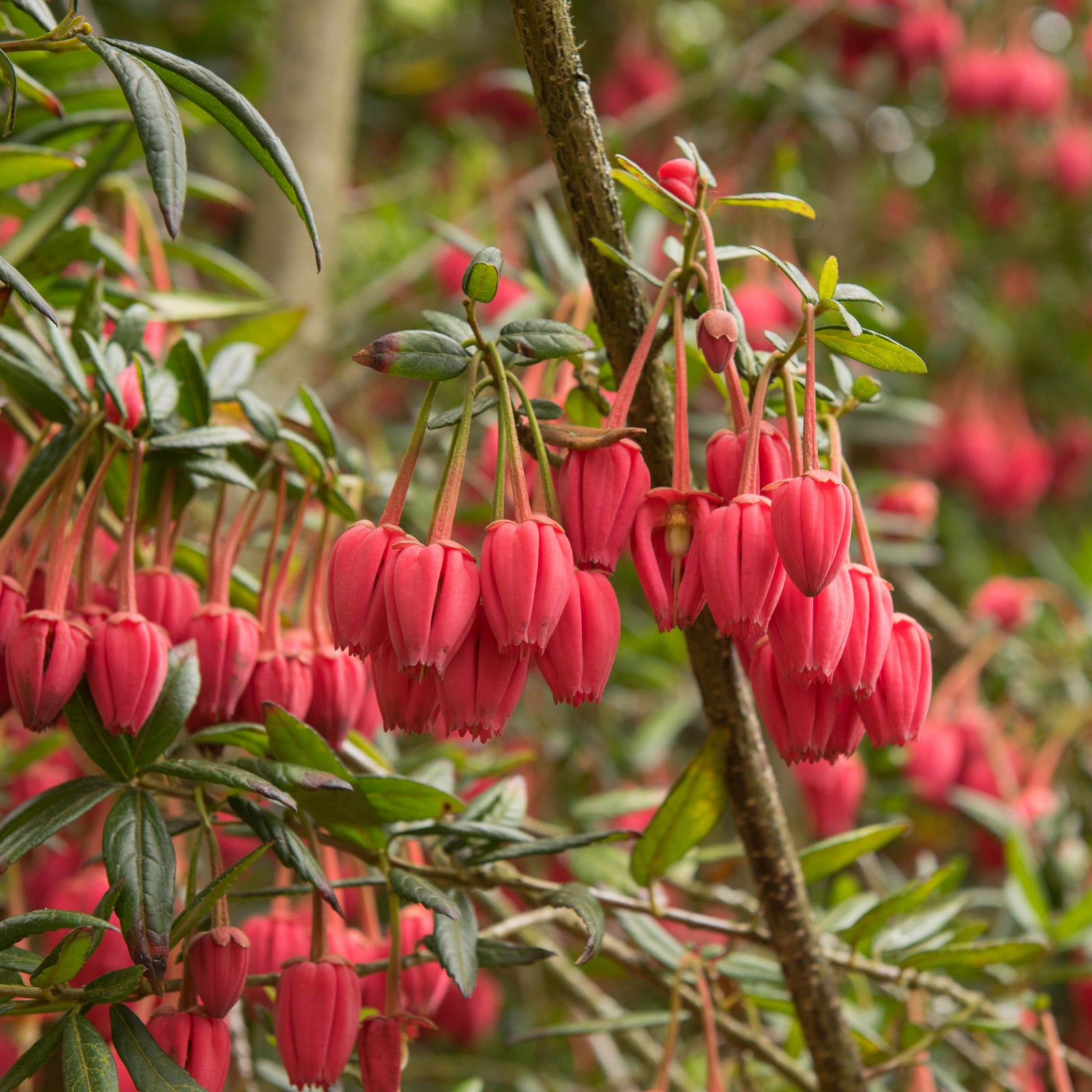 Clusters of vibrant pink-red, bell-shaped flowers hang from the evergreen Crinodendron hookerianum 3L (60-70cm), with crimson blooms and narrow green leaves creating a striking contrast against a blurred background.