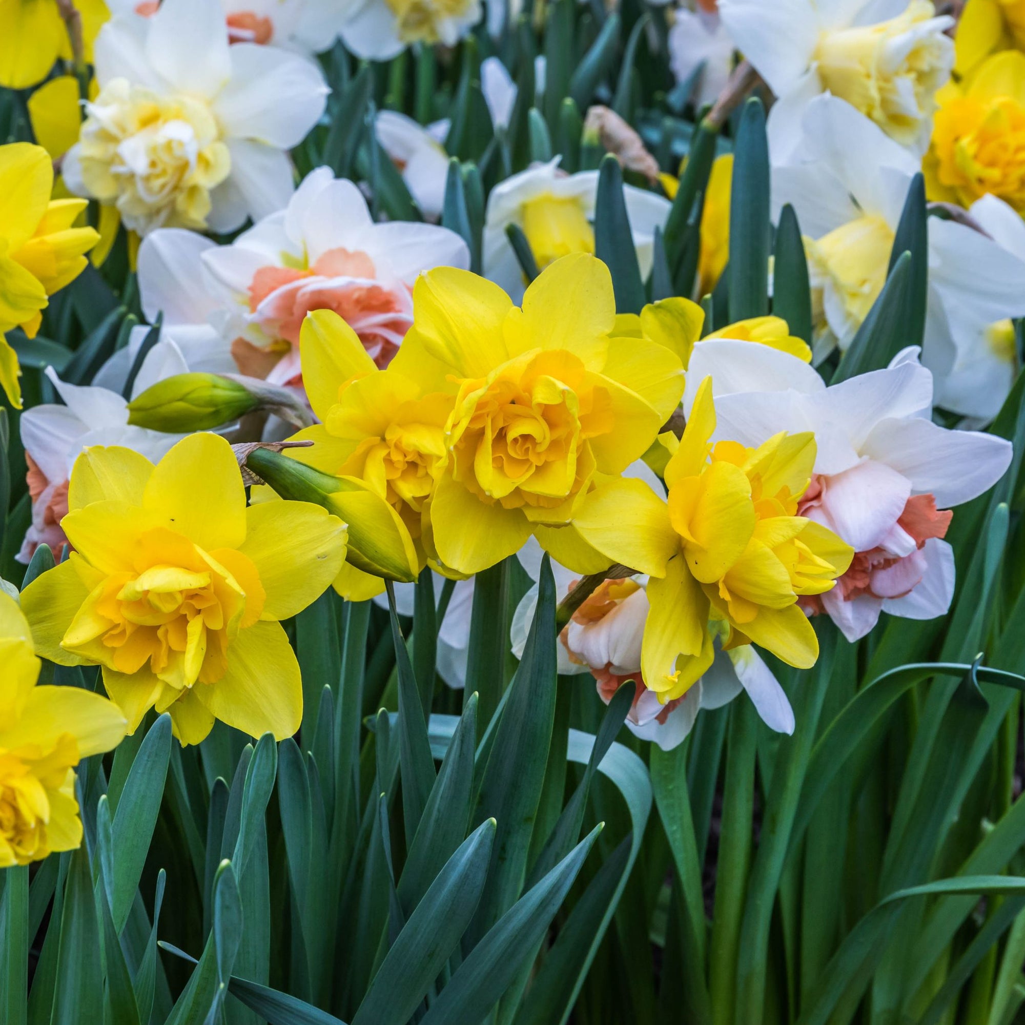 Daffodil Mixed (8 Bulbs)