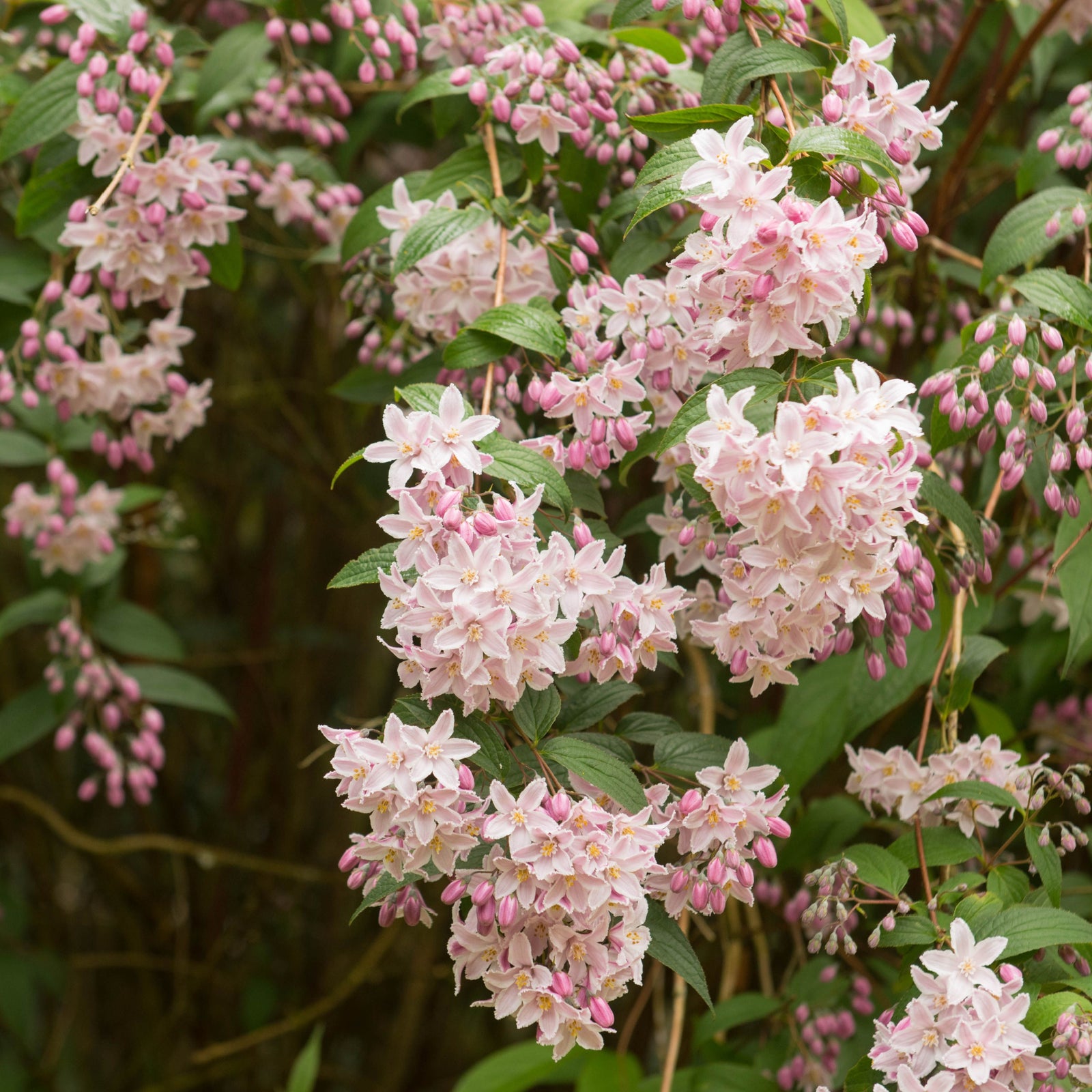 Deutzia 'Rosea' 1L features clusters of pale pink flowers and buds on leafy green stems, creating a vibrant and dense floral display that adds elegance to any spring garden backdrop.