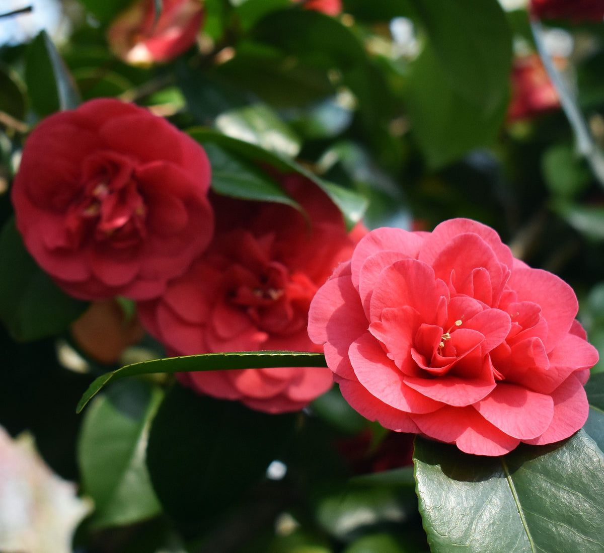 Camellia japonica &#39;Lady Campbell&#39; 3L