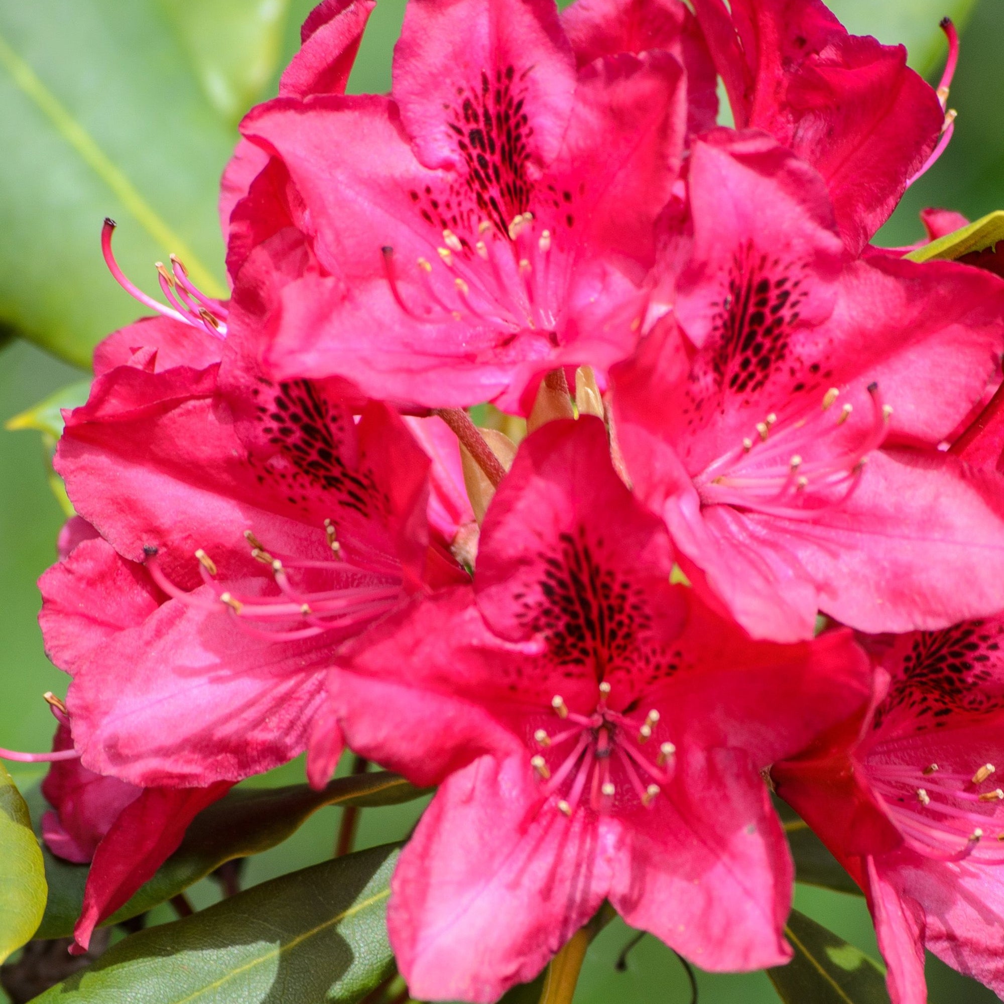 Rhododendron 'Nova Zembla' 2L