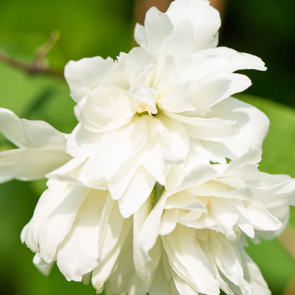 Philadelphus &#39;Minnesota Snowflake&#39; Mock Orange 3L