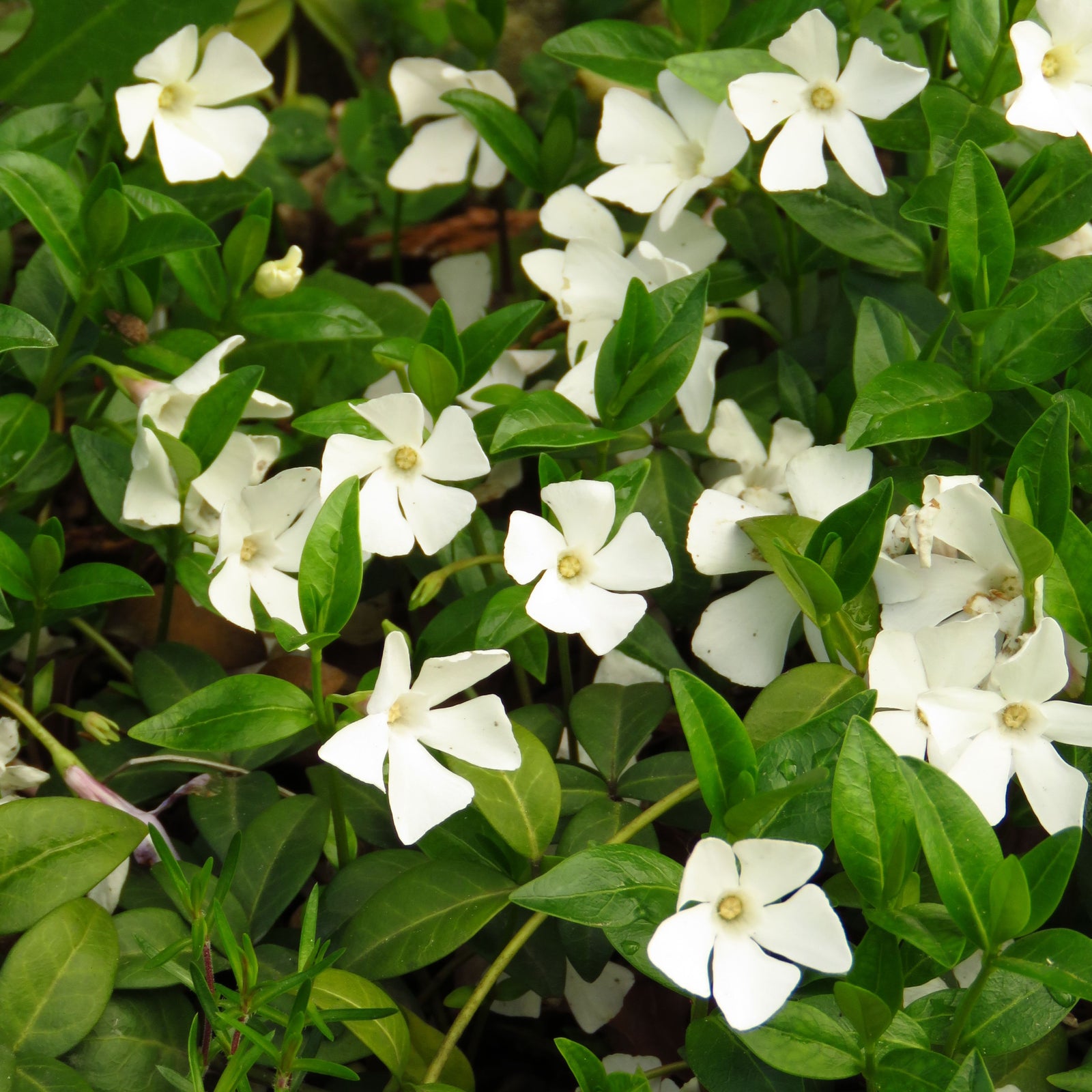 Vinca minor 'Gertrude Jekyll' (Periwinkle) 9cm/2L features five-petaled white blooms scattered amid dense evergreen foliage, creating a vibrant, fresh ground cover that's ideal for brightening any garden scene.