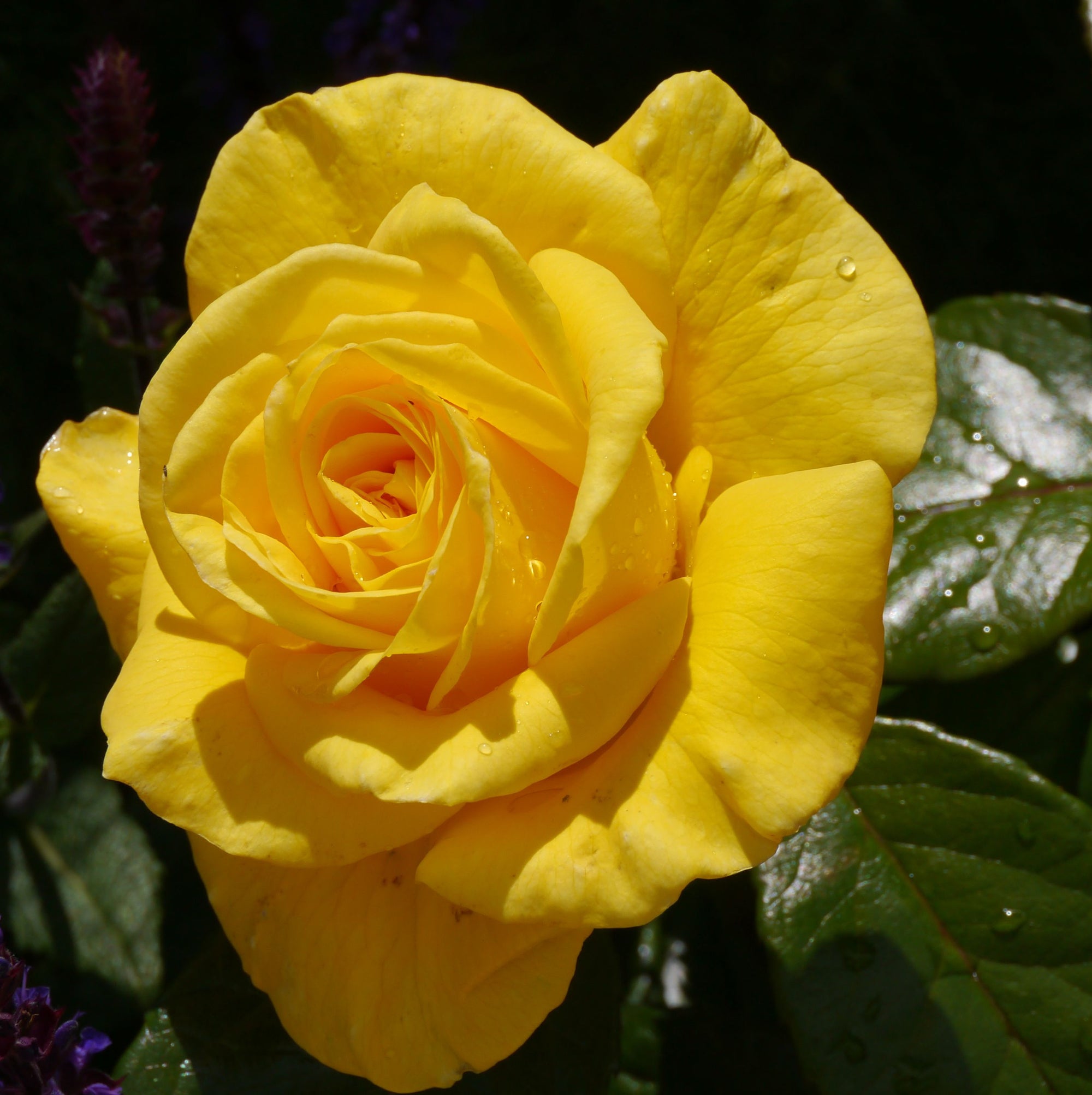 Rose Golden Wedding | Floribunda Rose | 4L Potted Rose