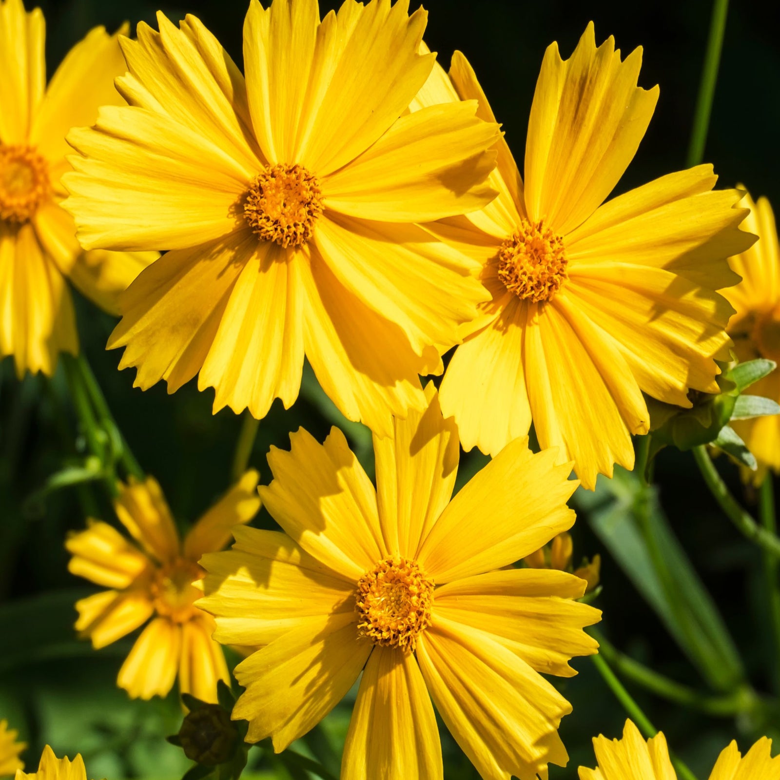 Coreopsis grandiflora 'Illico' 9cm/1.5L features bright yellow, jagged-petaled blooms with orange centers, clustered amid green foliage. This pollinator-friendly perennial brings vibrant color and charm to any garden.