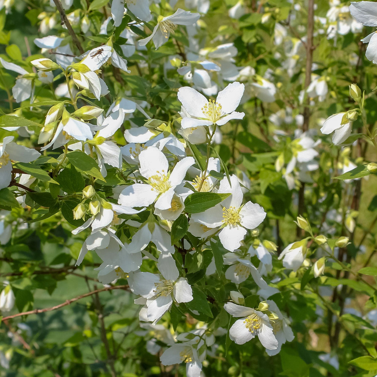 Philadelphus x lemoinei &#39;Erectus&#39; 2L