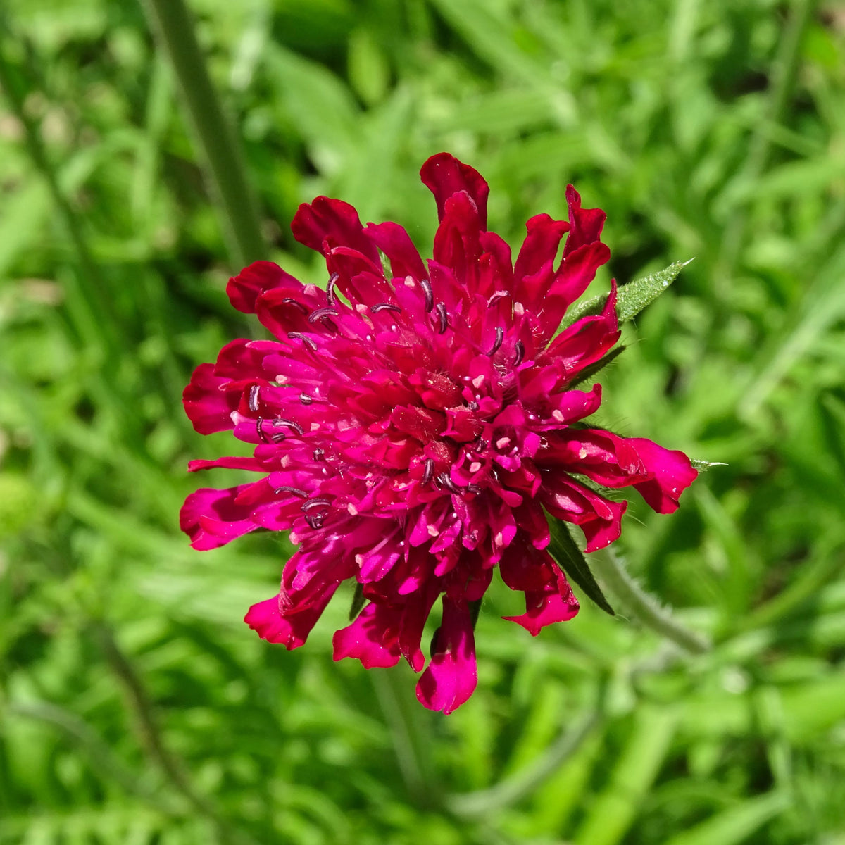 The Knautia macedonica &#39;Red Knight&#39; 9cm features vibrant magenta blooms with narrow petals, creating a striking display against green leaves and attracting bees and butterflies—an exceptional perennial for garden color.
