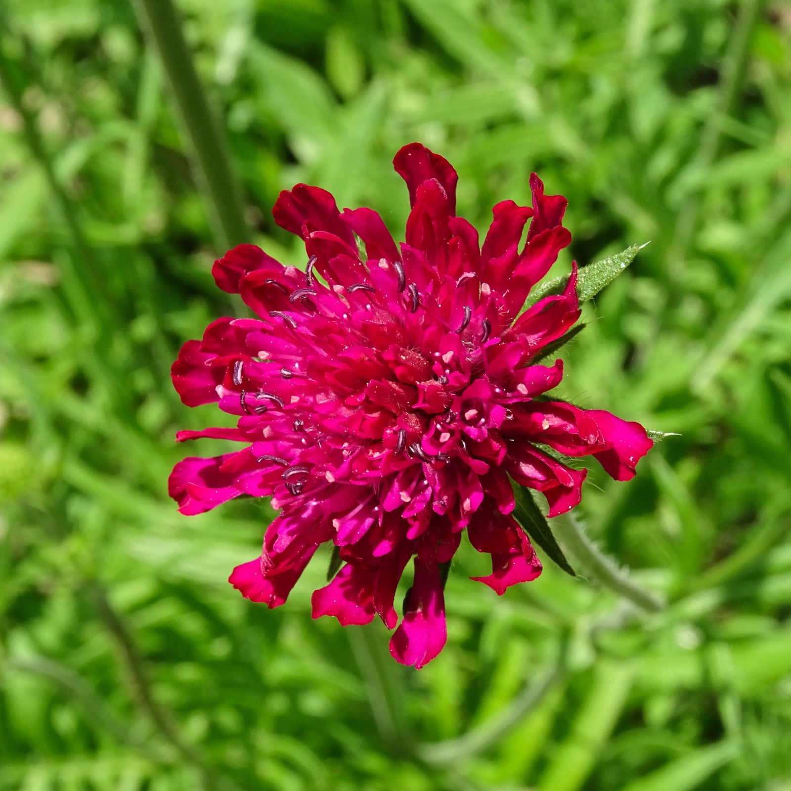 Knautia macedonica 'Red Knight' 9cm showcases vivid red, ball-shaped flowers on slender green stems—an ideal perennial for the garden and a top choice for attracting bees and butterflies.