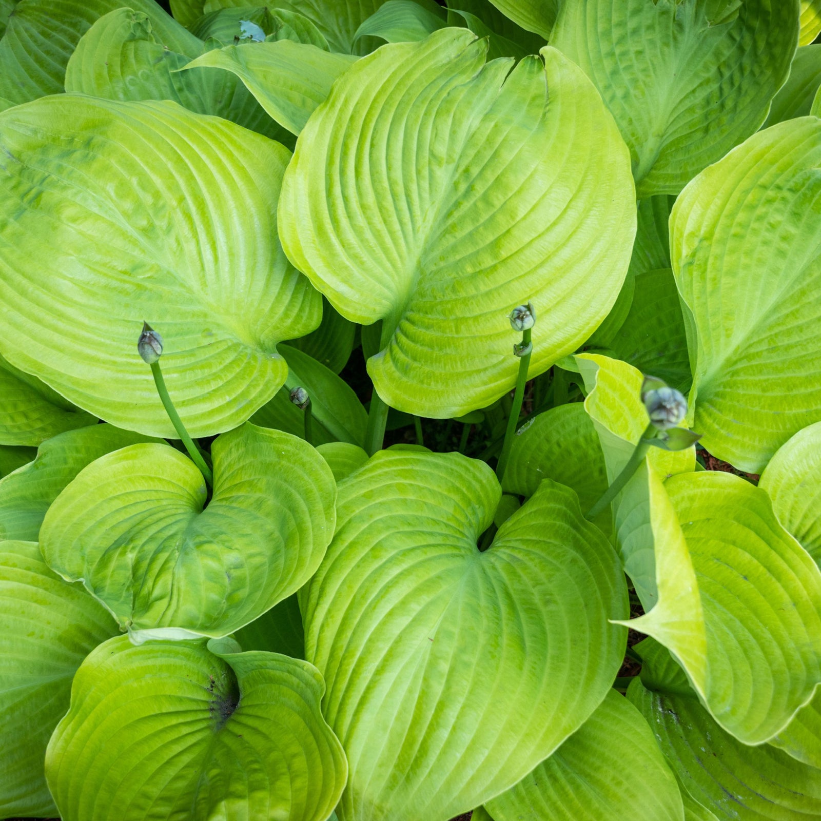 Bright green leaves with deep veins fill the frame, while tall stems of Hosta 'Sum and Substance' 9cm display several flower buds above the lush, textured foliage of this striking perennial.
