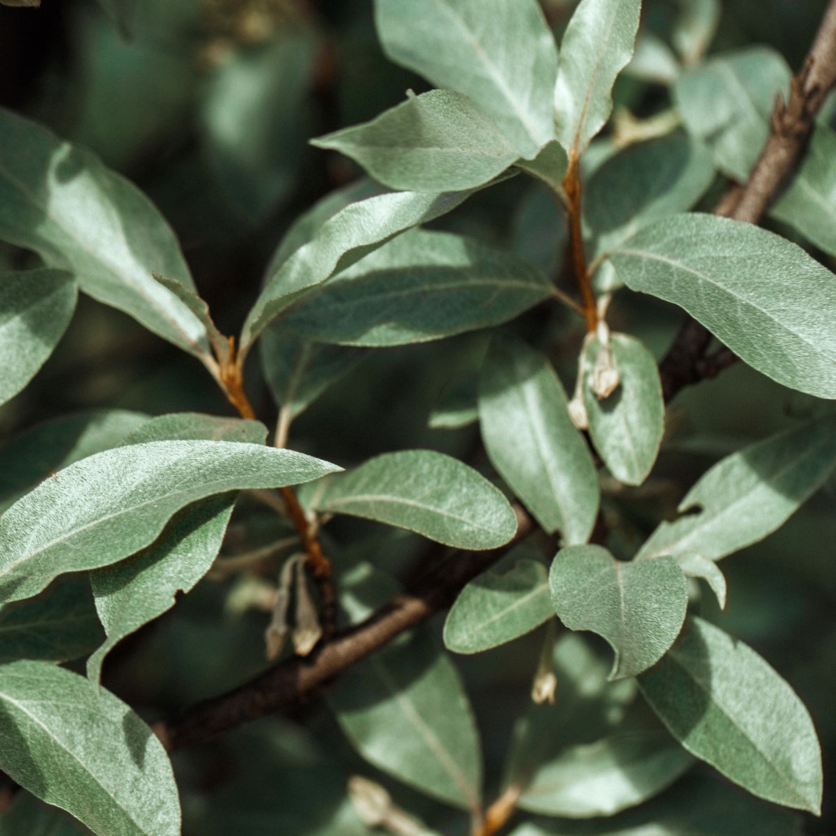 Close-up of dense, green, oval leaves with a silvery matte texture on brown branches of Elaeagnus x ebbingei Compacta (Multibuy Offers Available), forming a lush evergreen backdrop.