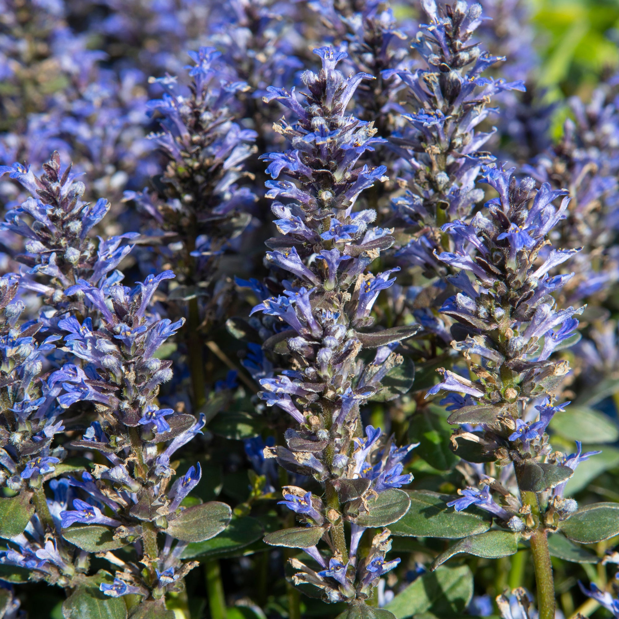 Ajuga 'Chocolate Chip'  9cm/2L